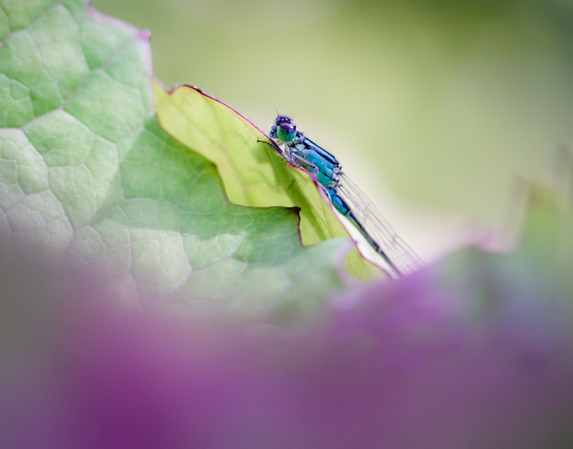 damsefly-in-a-picture-frame