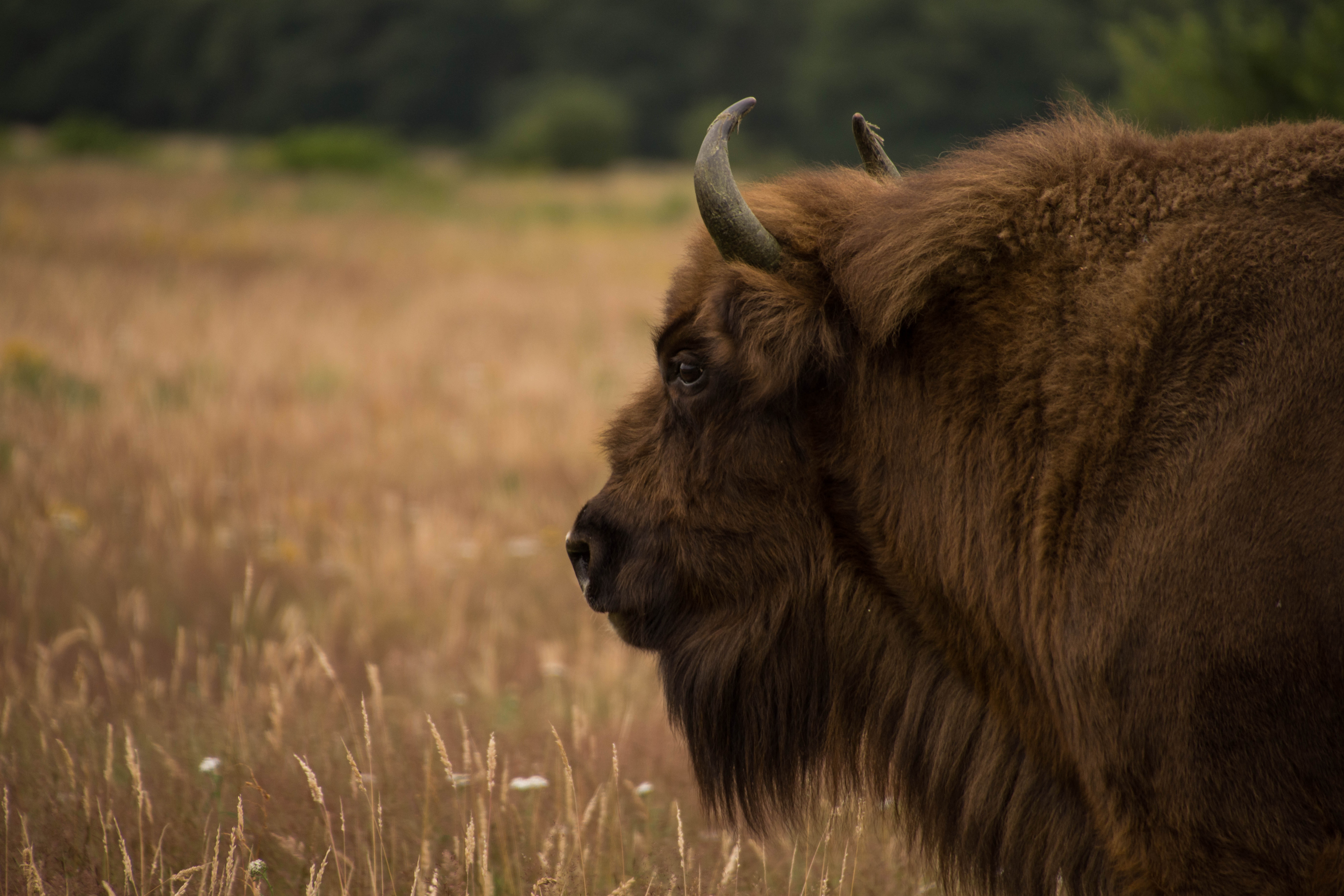 wisent-2