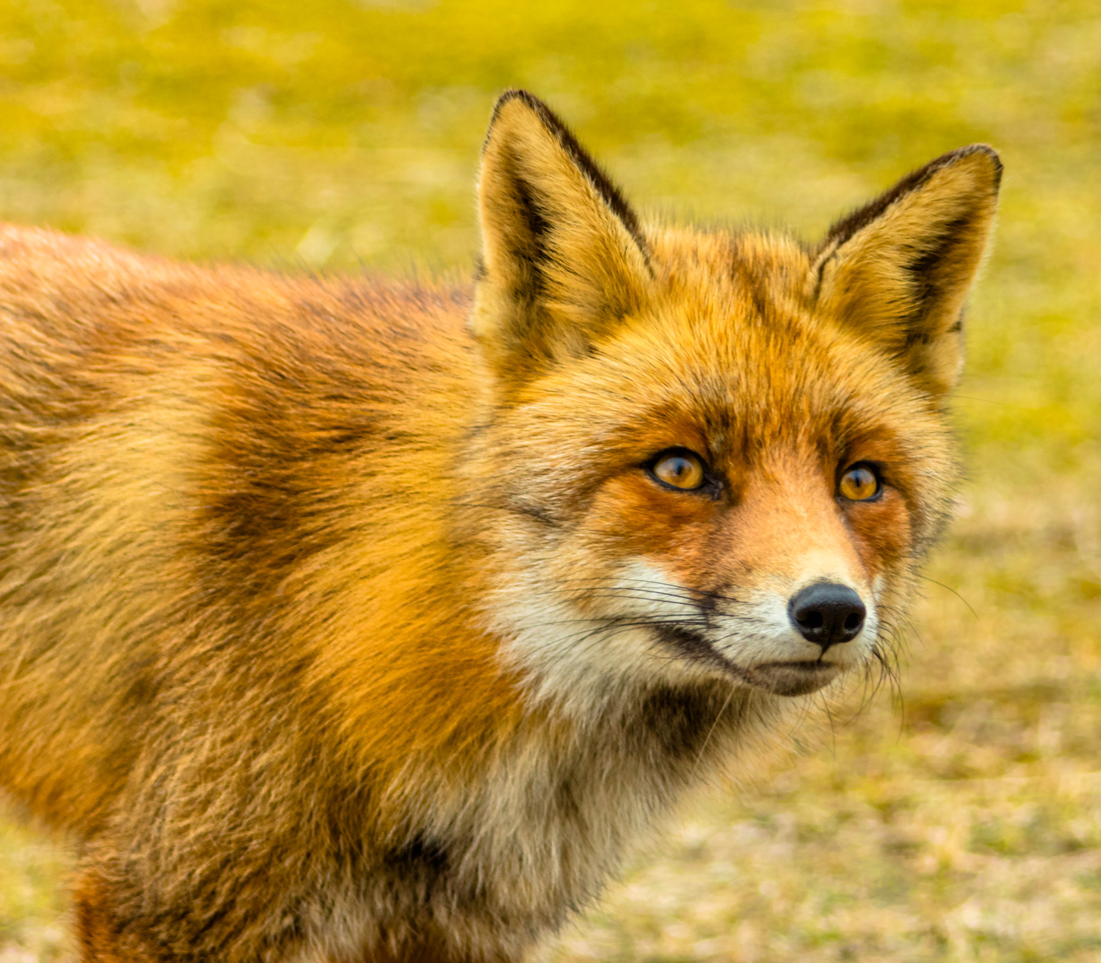 vos-in-amsterdams-waterleidinggebied