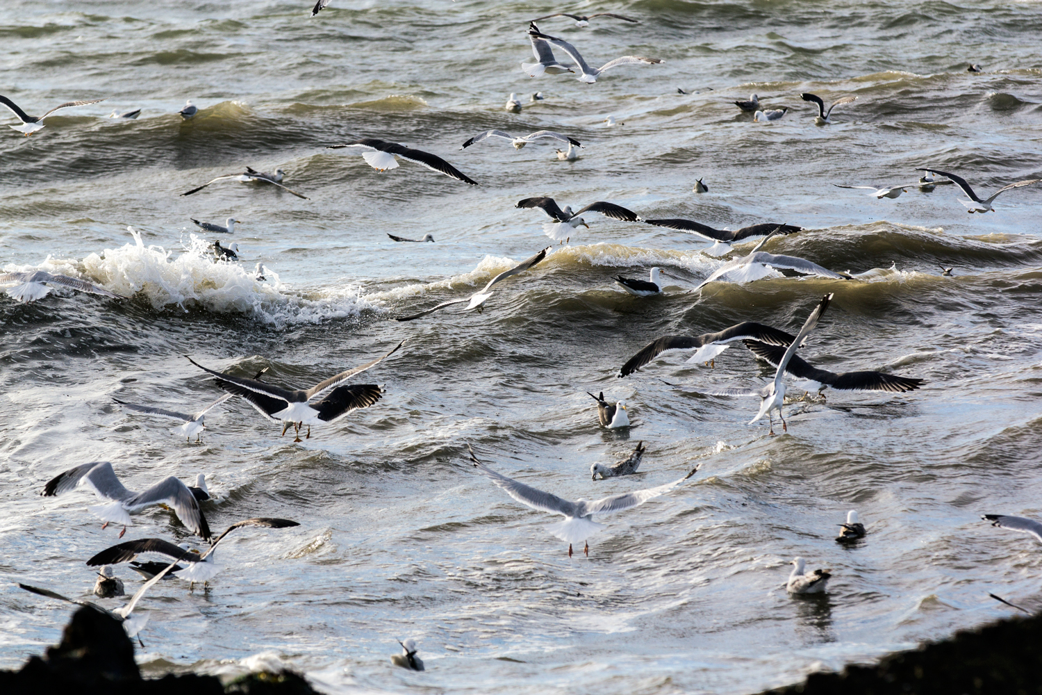 heerlijk-die-ruwe-zee-veel-vissen-in-beweging