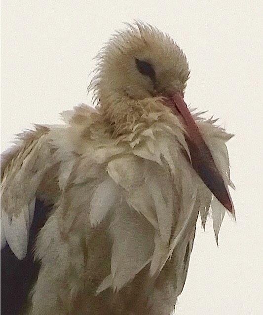 jonge-ooievaar-in-de-wind