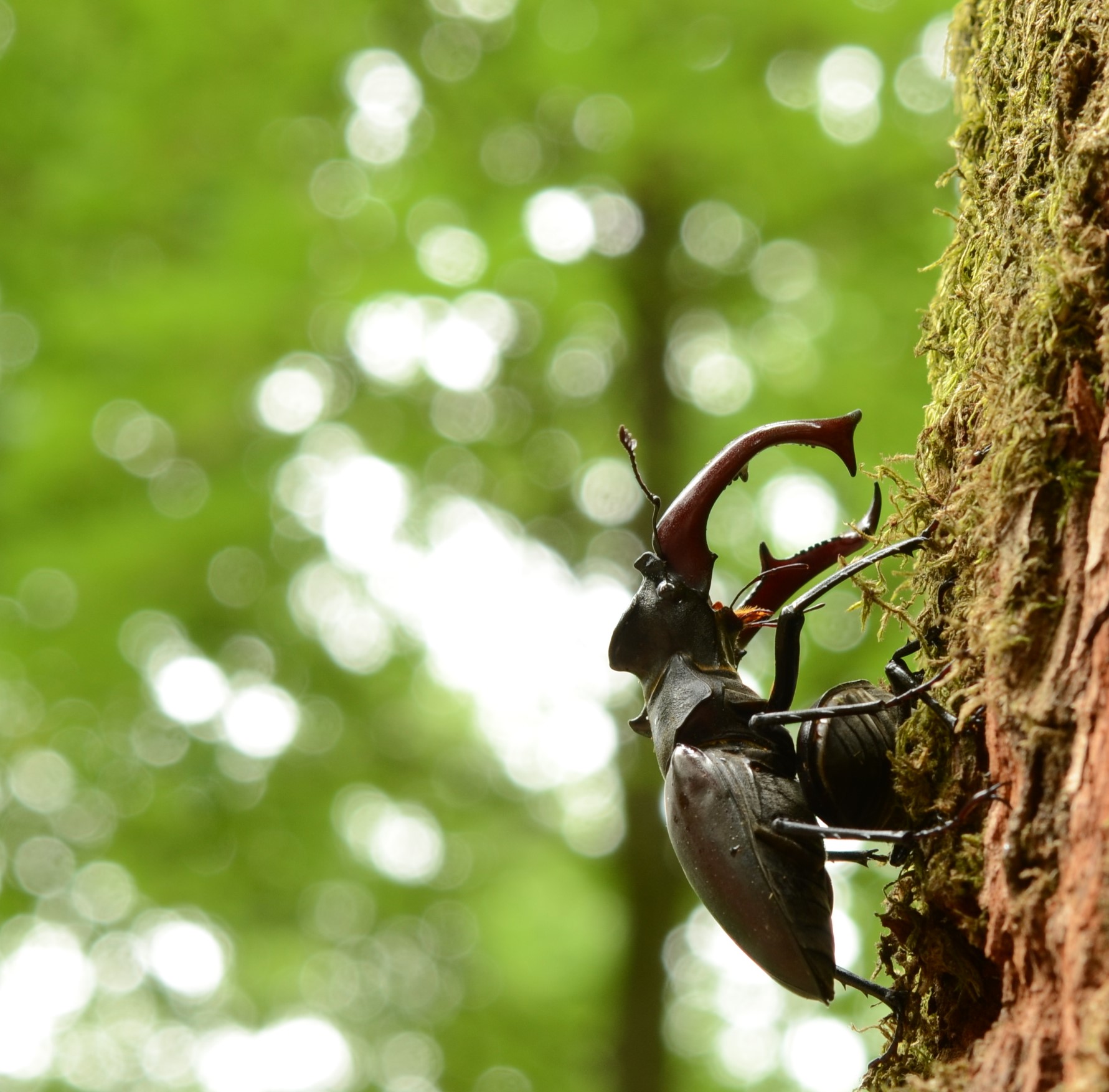 vliegend-hert-bescherm-vrouwtje