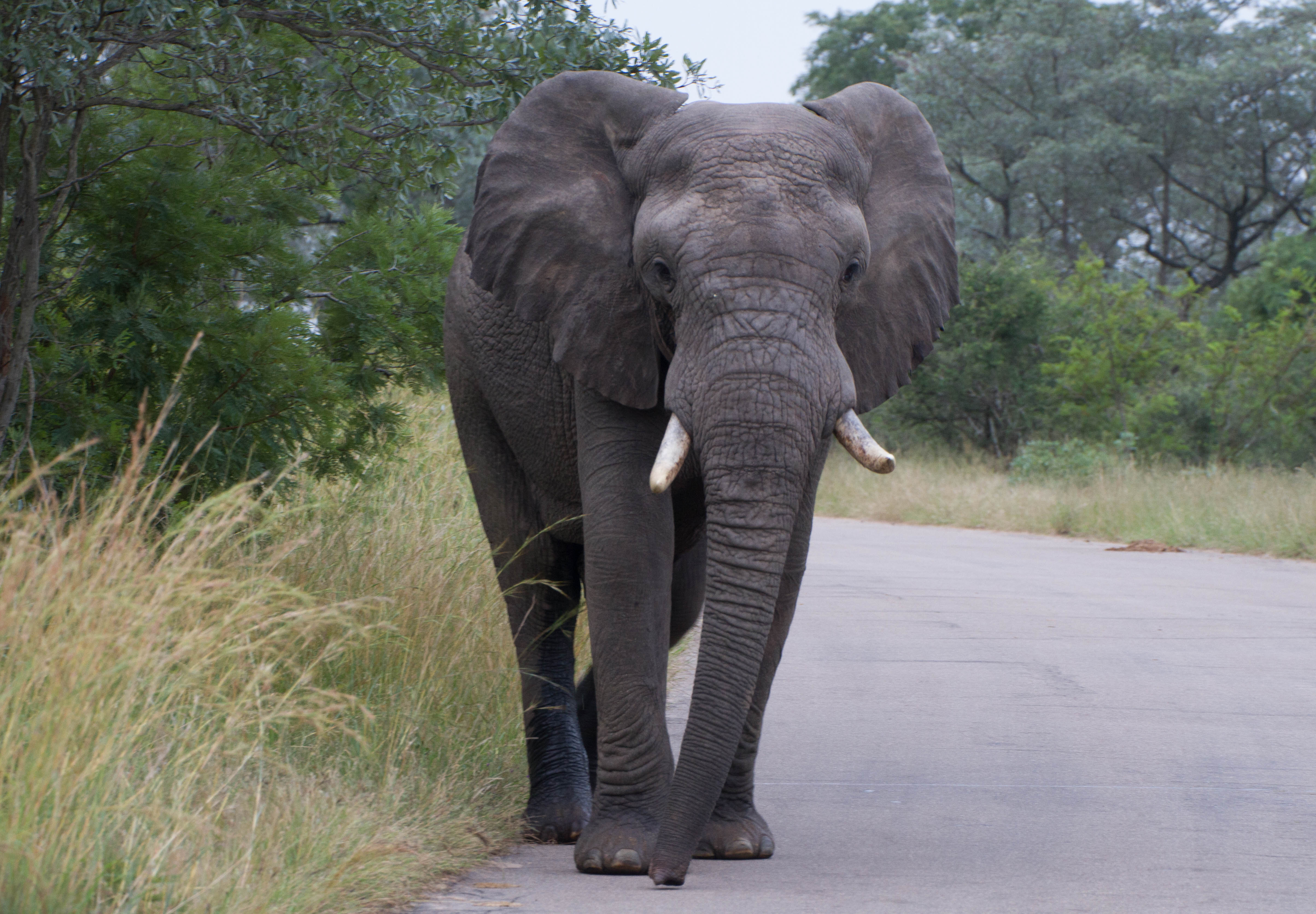 olifant-in-krugerpark