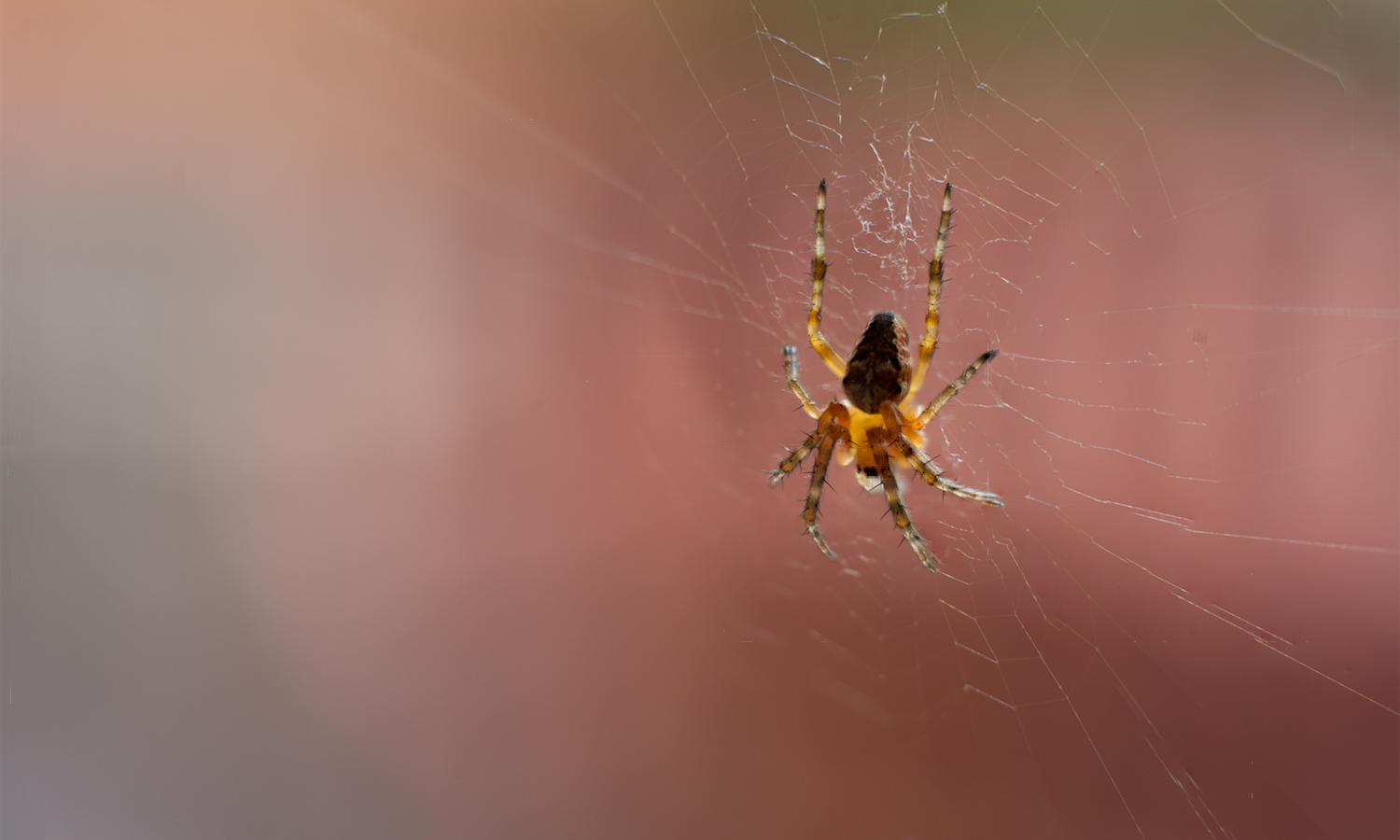 een-piepkleine-huisvriend-op-foto-gezet