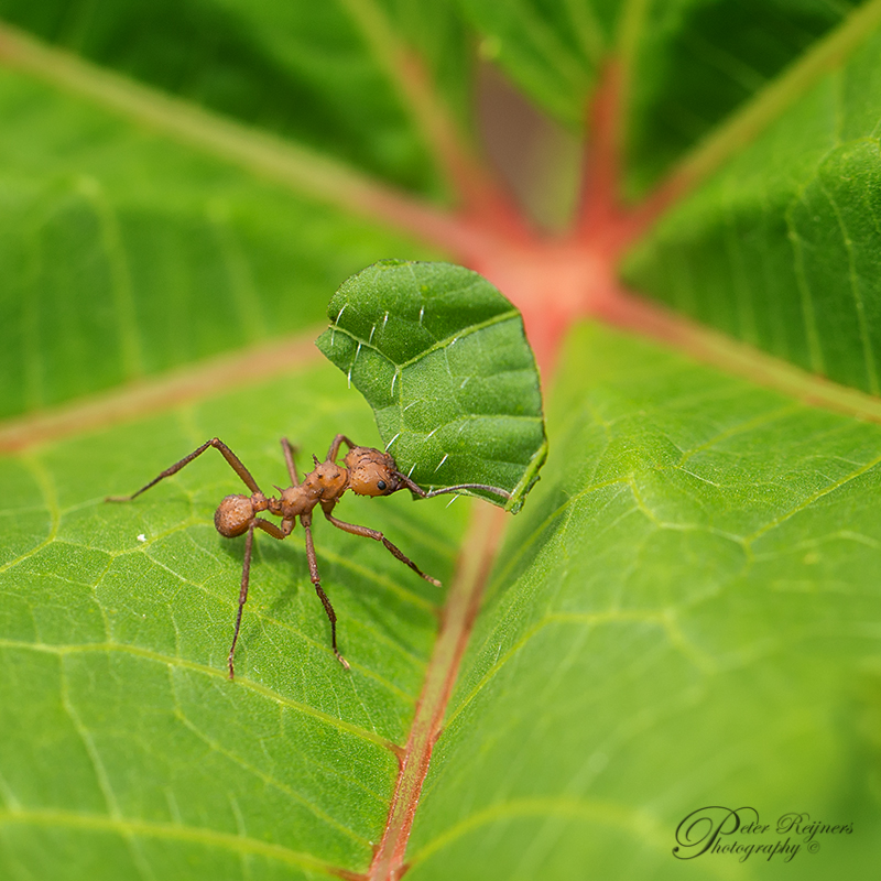 parasolmier-aan-het-werk