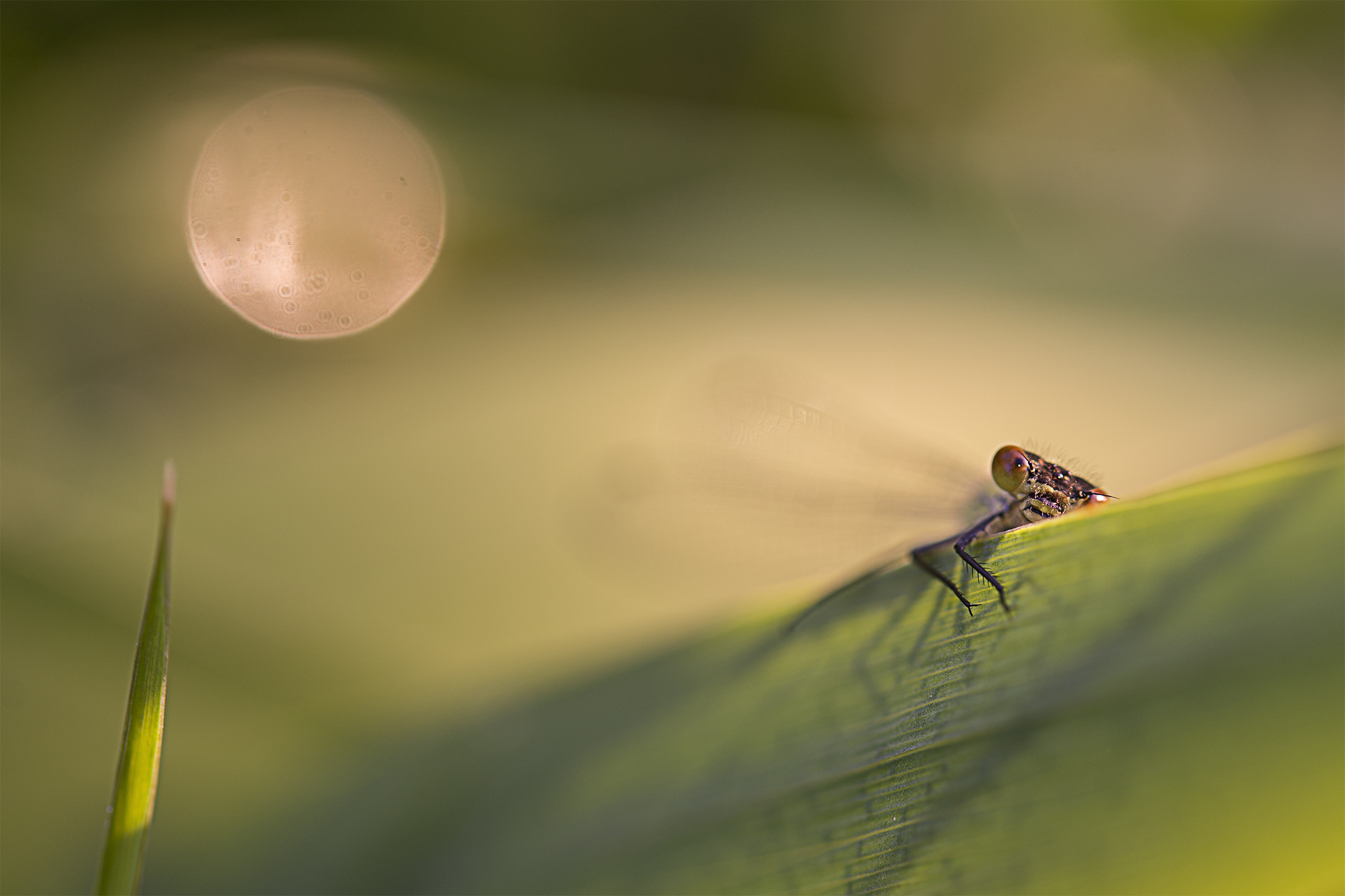 waterjuffer-is-aan-het-zonnen