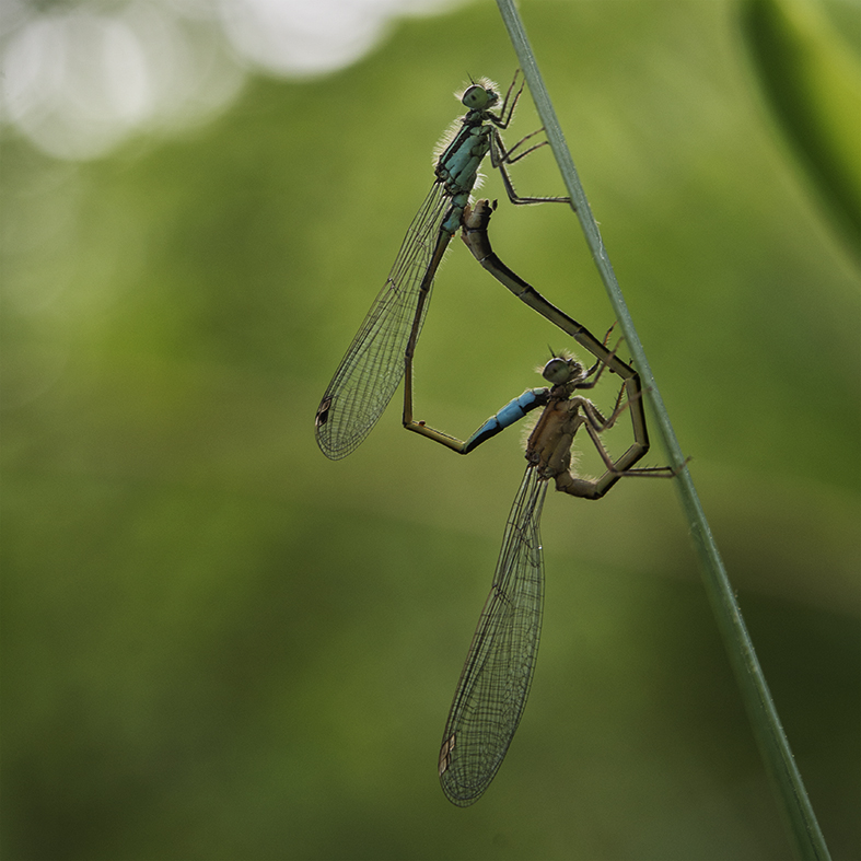 zorgen-voor-het-nageslacht