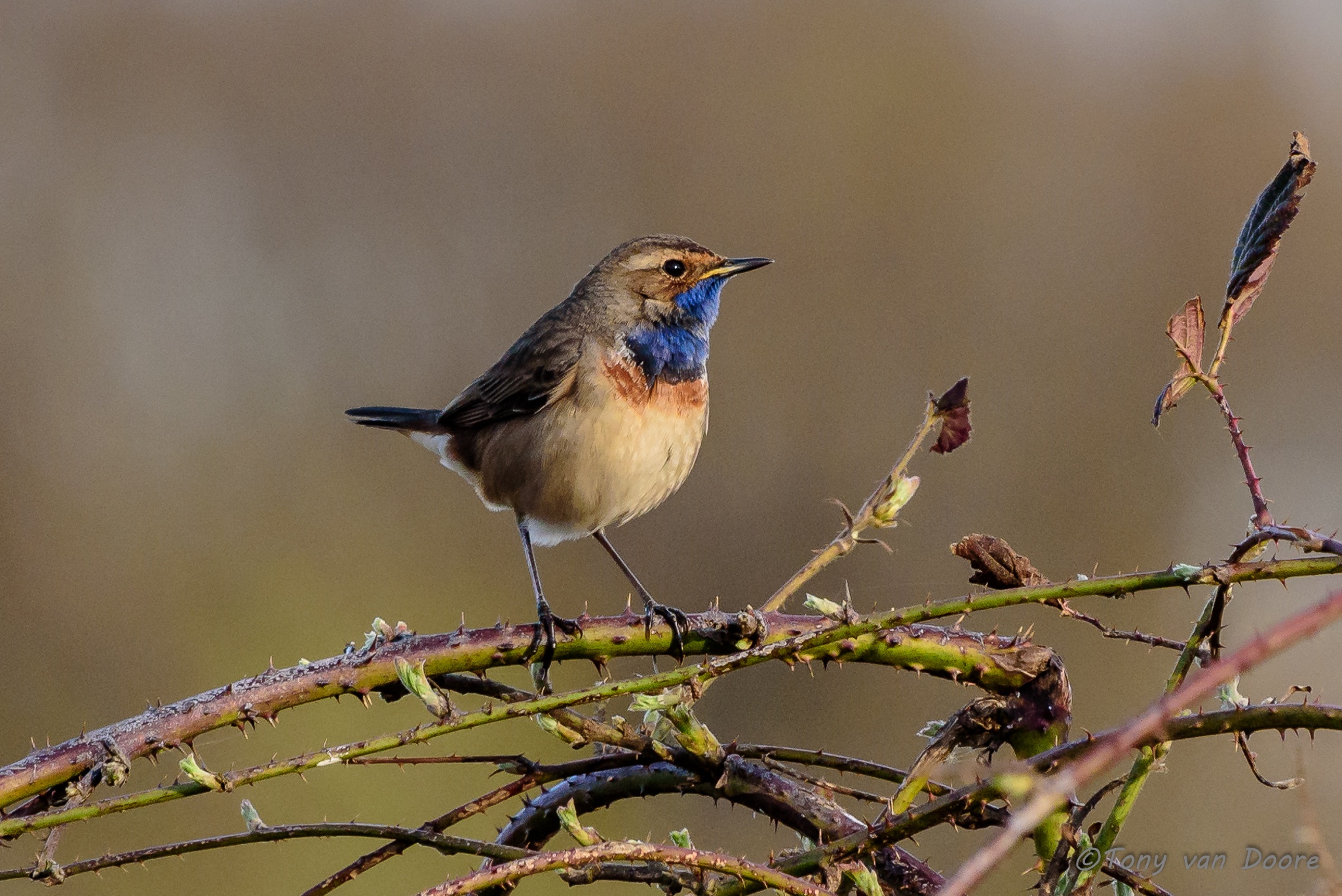 blauwborst-is-weer-lente