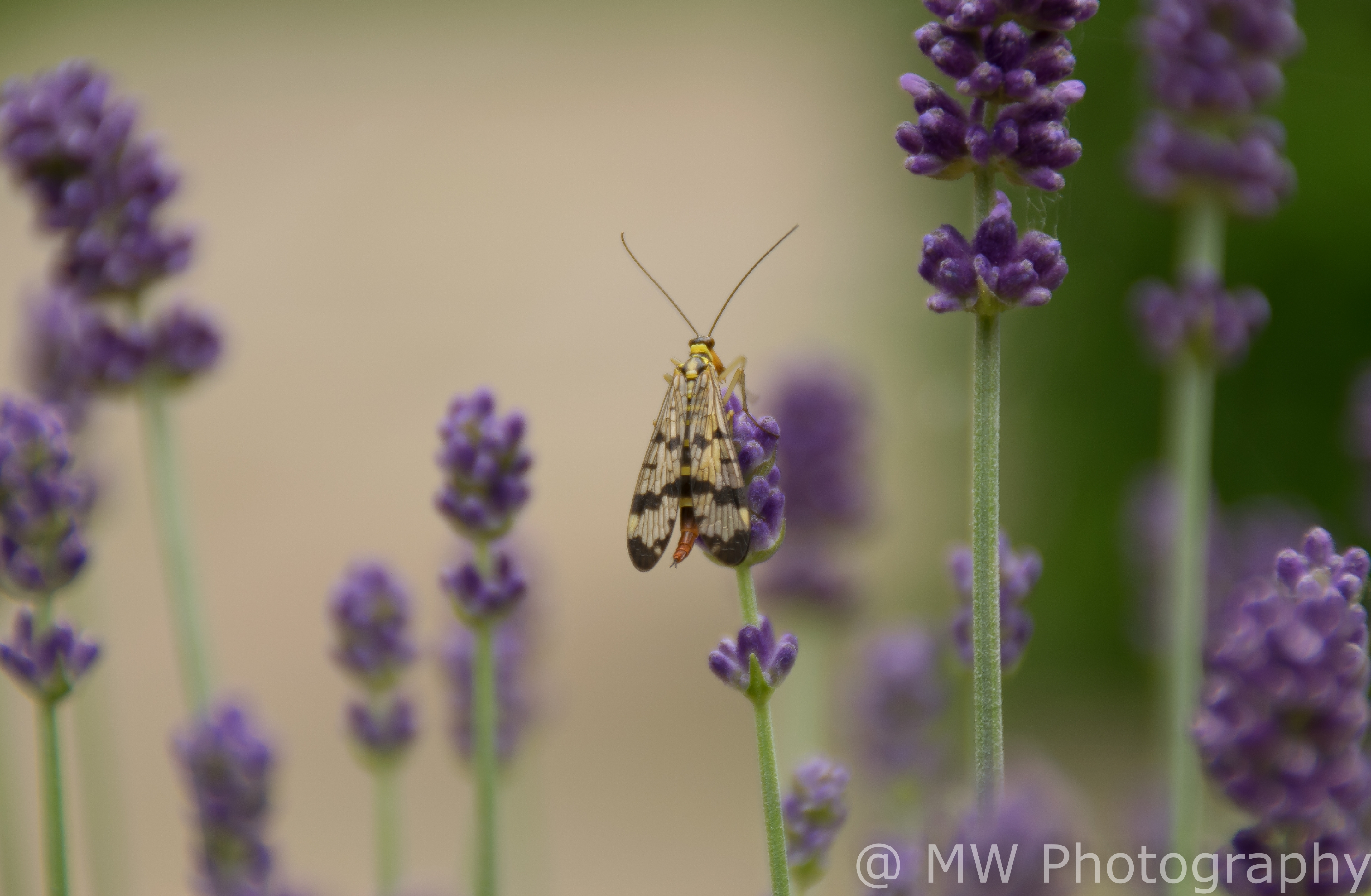 lavendel-en-insect