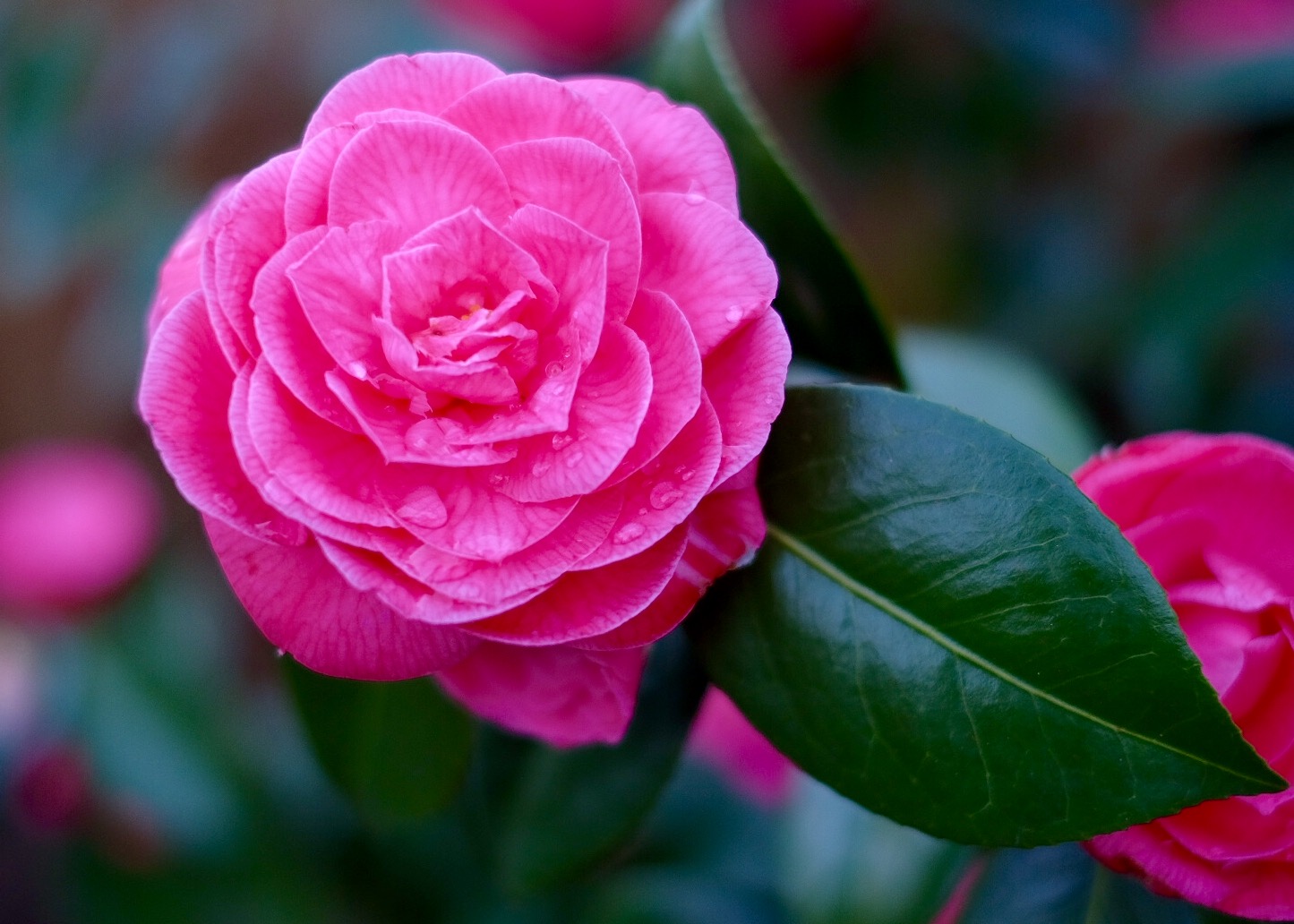 camelia-after-the-rain