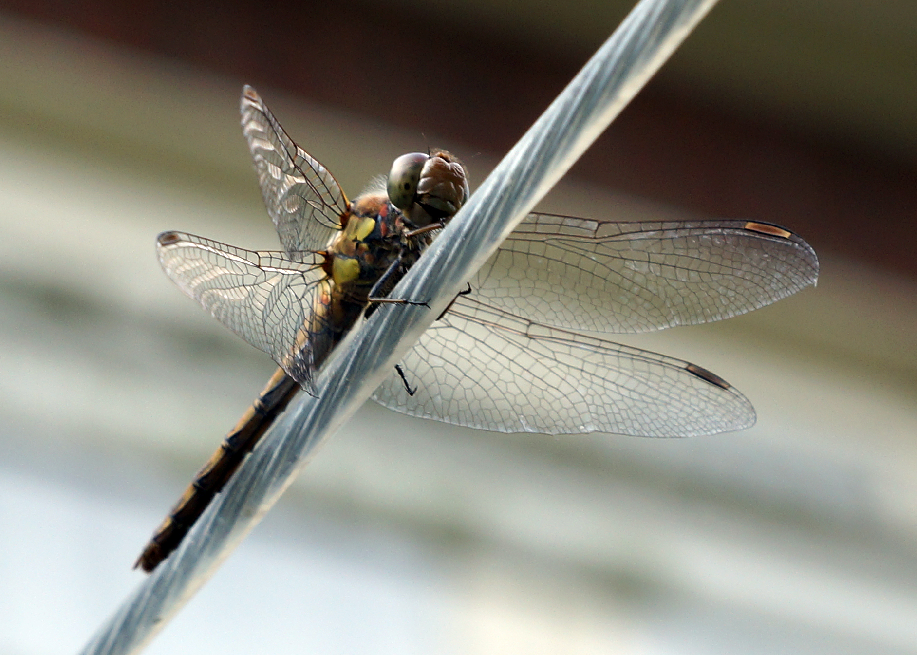 drogend-op-de-waslijn