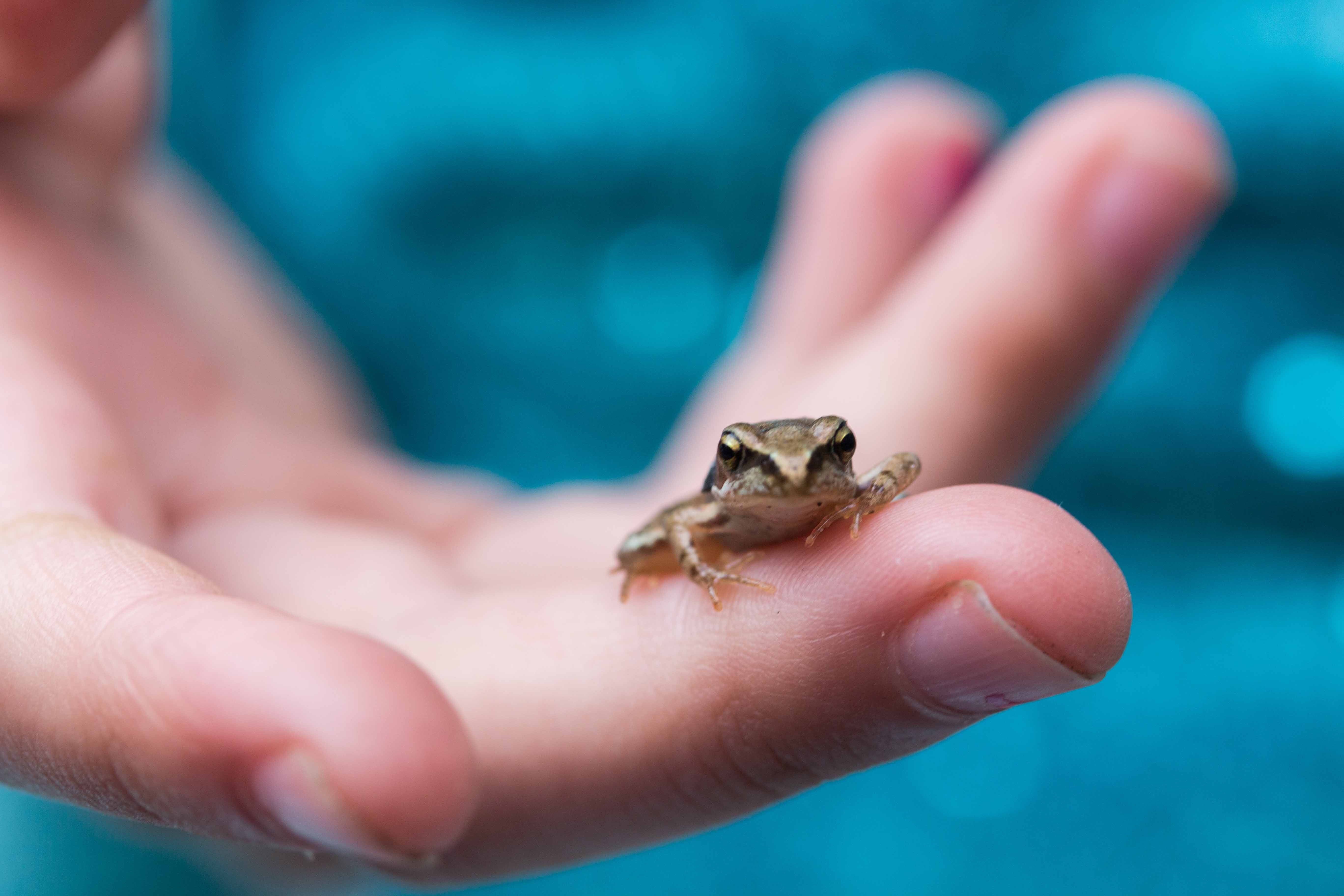 kinderhand-houdt-een-klein-bruin-kikkertje-vast