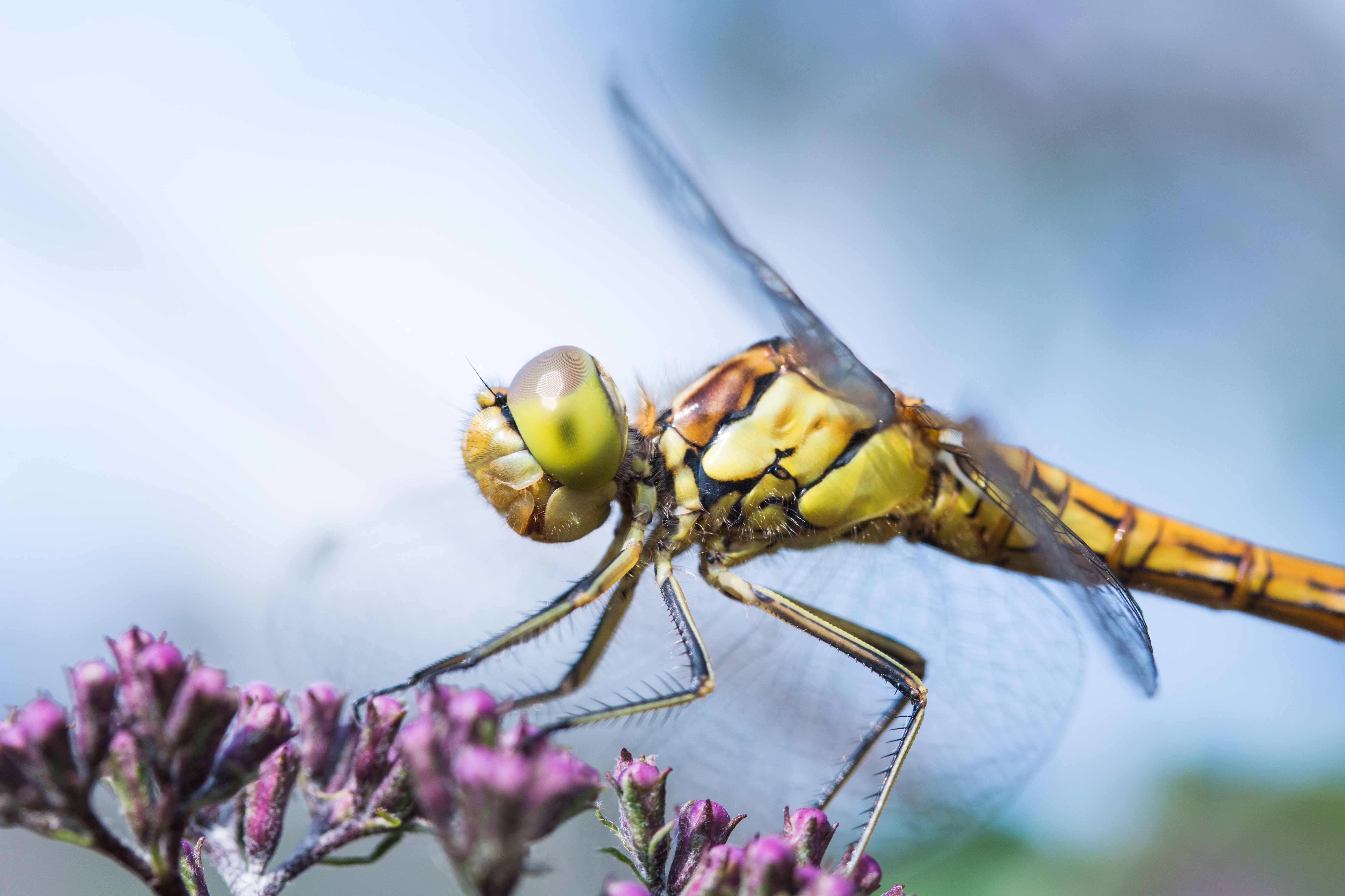 beauty-in-de-achtertuin