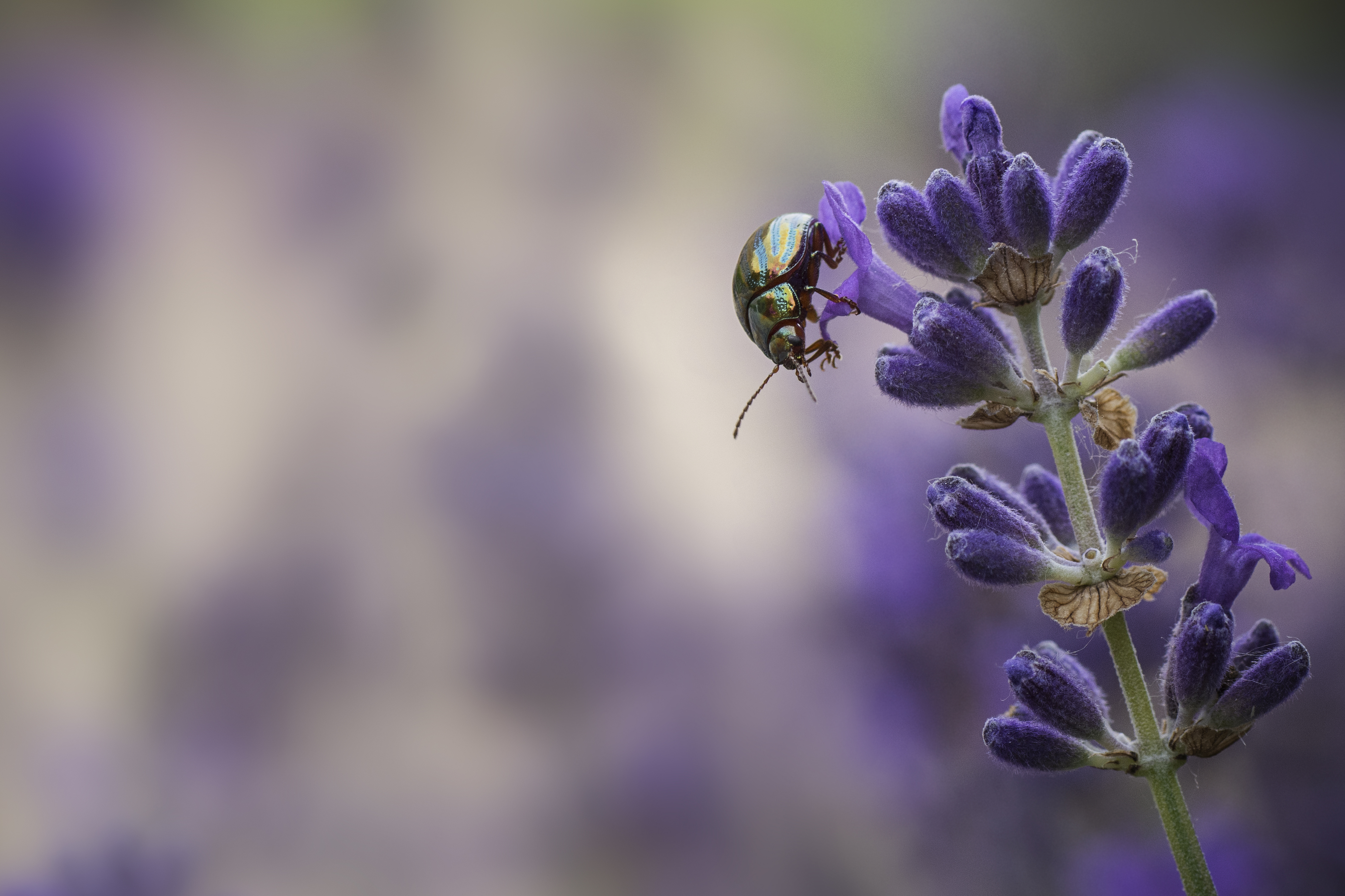 goud-en-brons-geeft-de-natuur-aan-ons