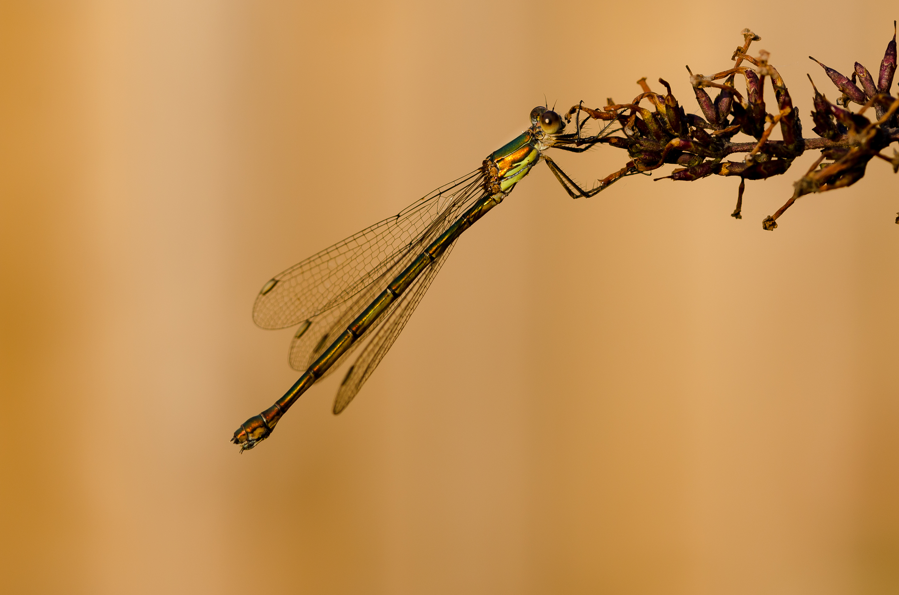 gevangen-in-een-beeld-in-onze-achtertuin
