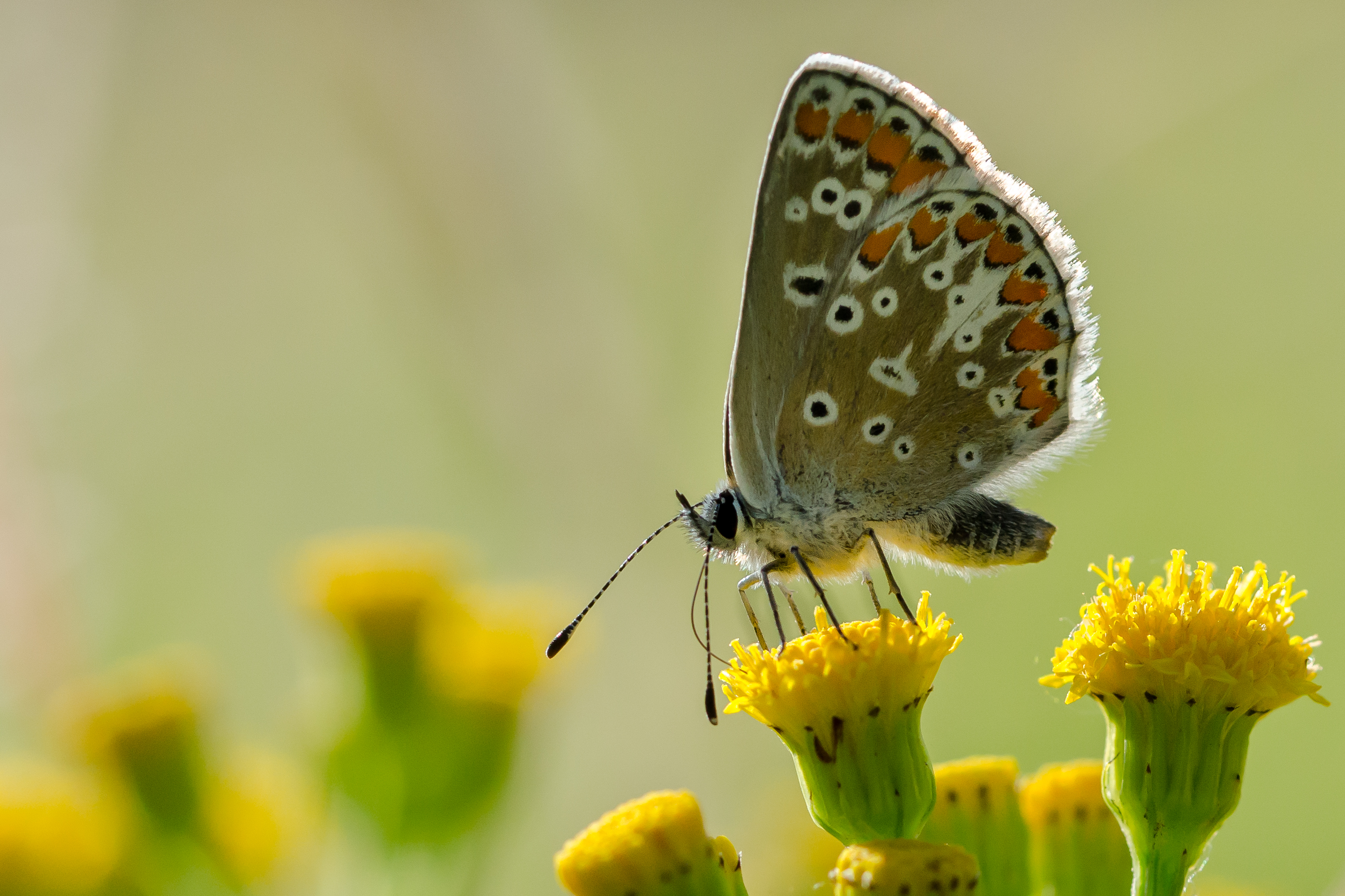 schitter-en-schijn-vlinder-in-het-licht-0