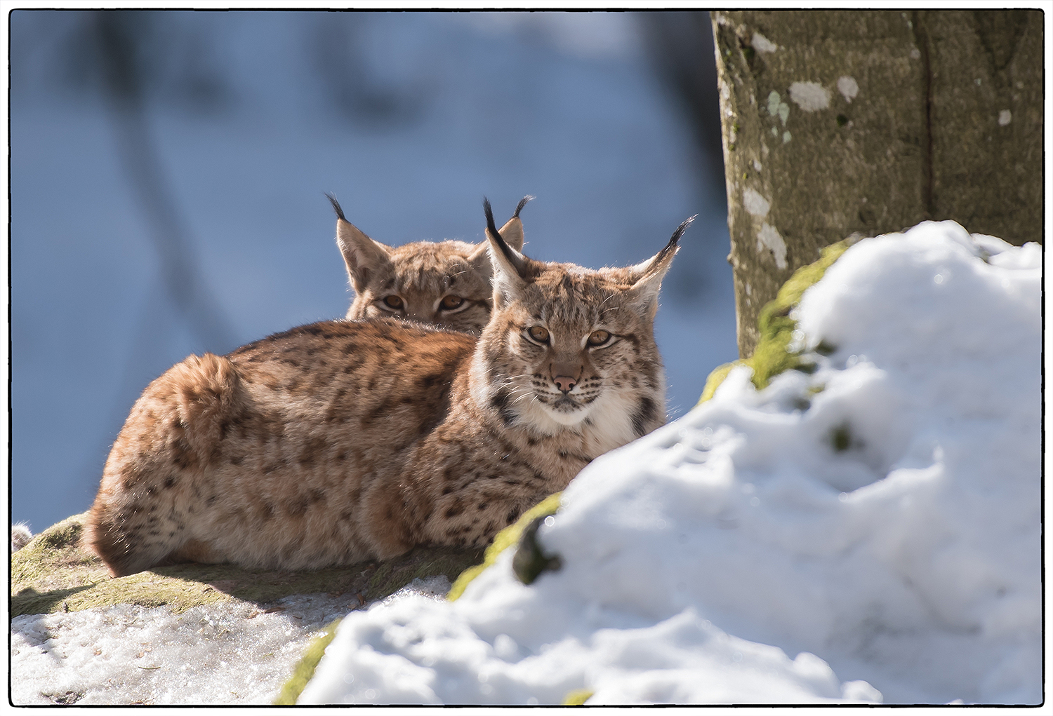 lynx-in-beieren