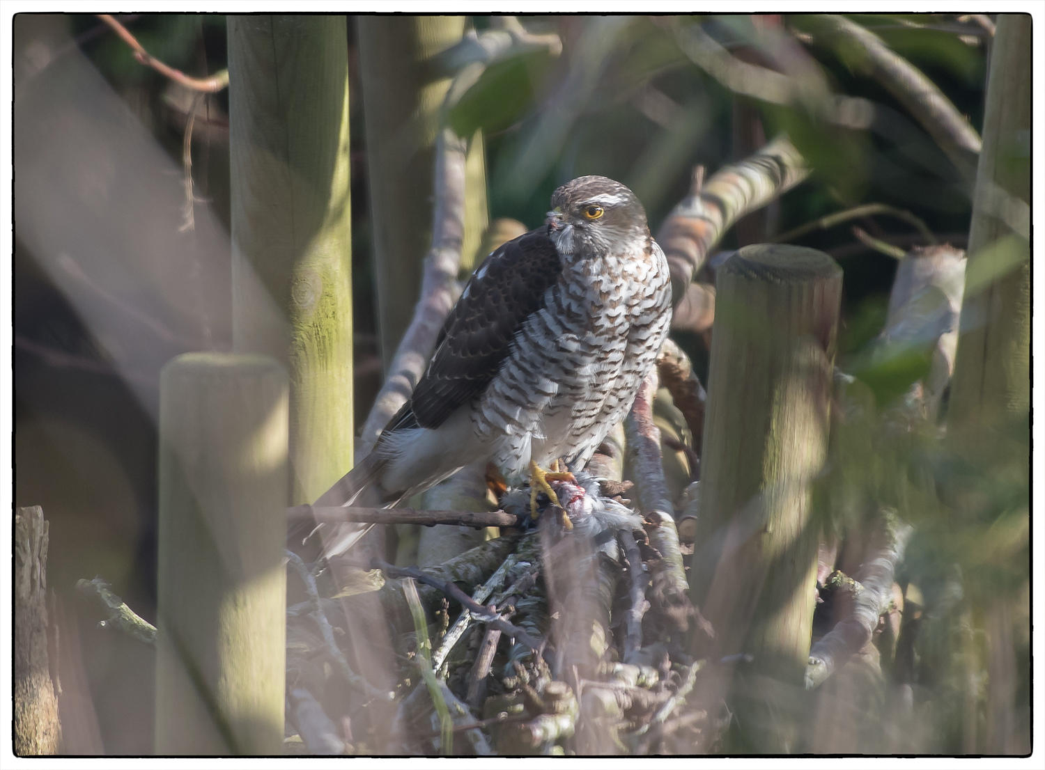 sperwer-aan-de-maaltijd-in-de-tuin