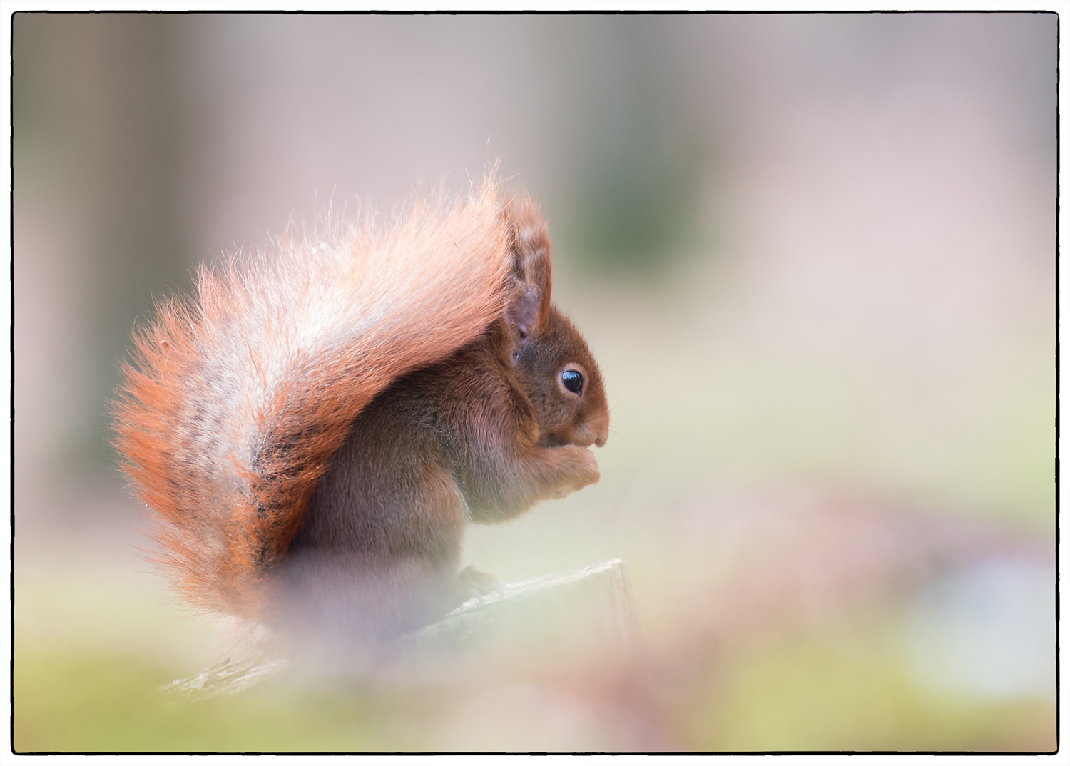 eekhoorn-in-prachtig-licht