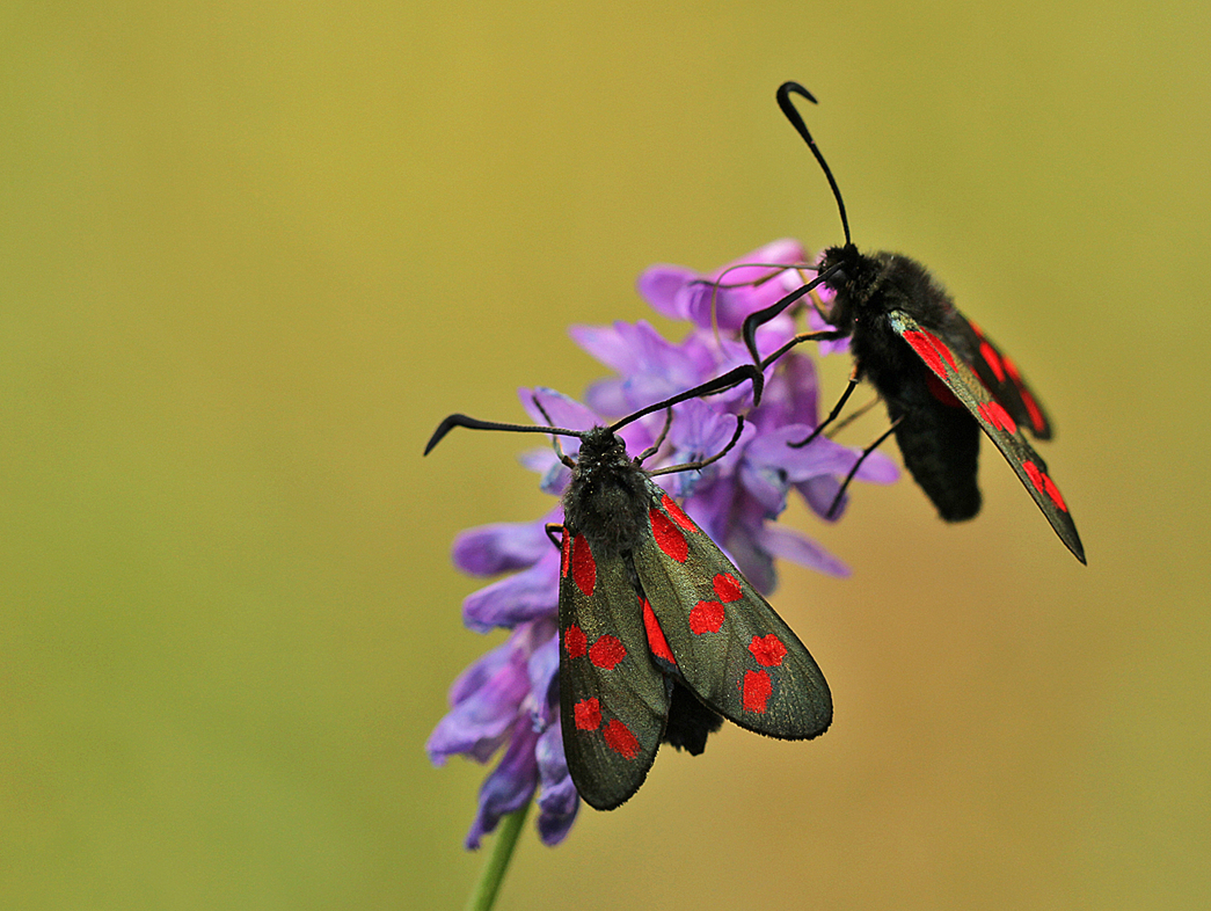zwart-met-rode-stippen