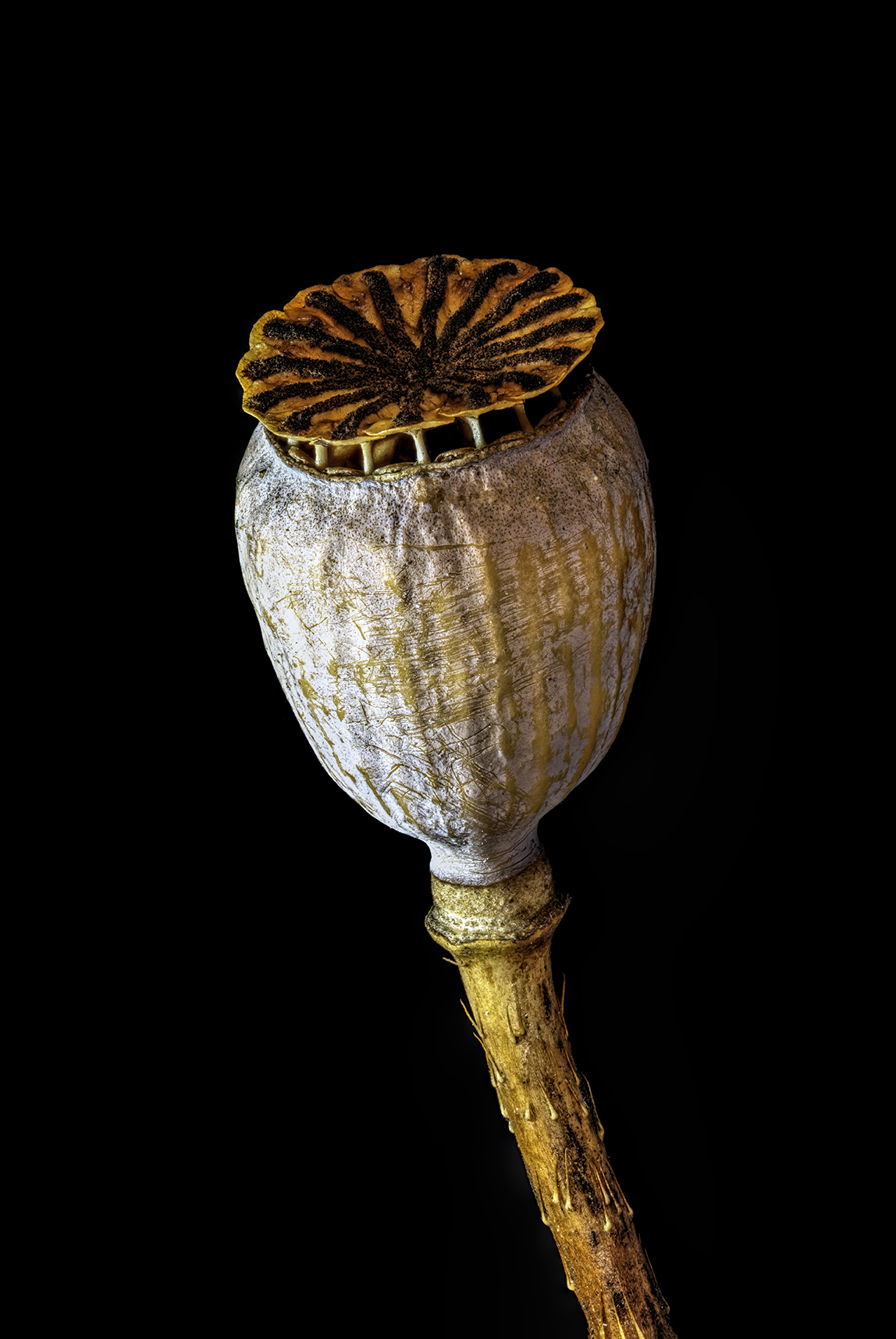 gewone-klaproos-upcycled-beauty