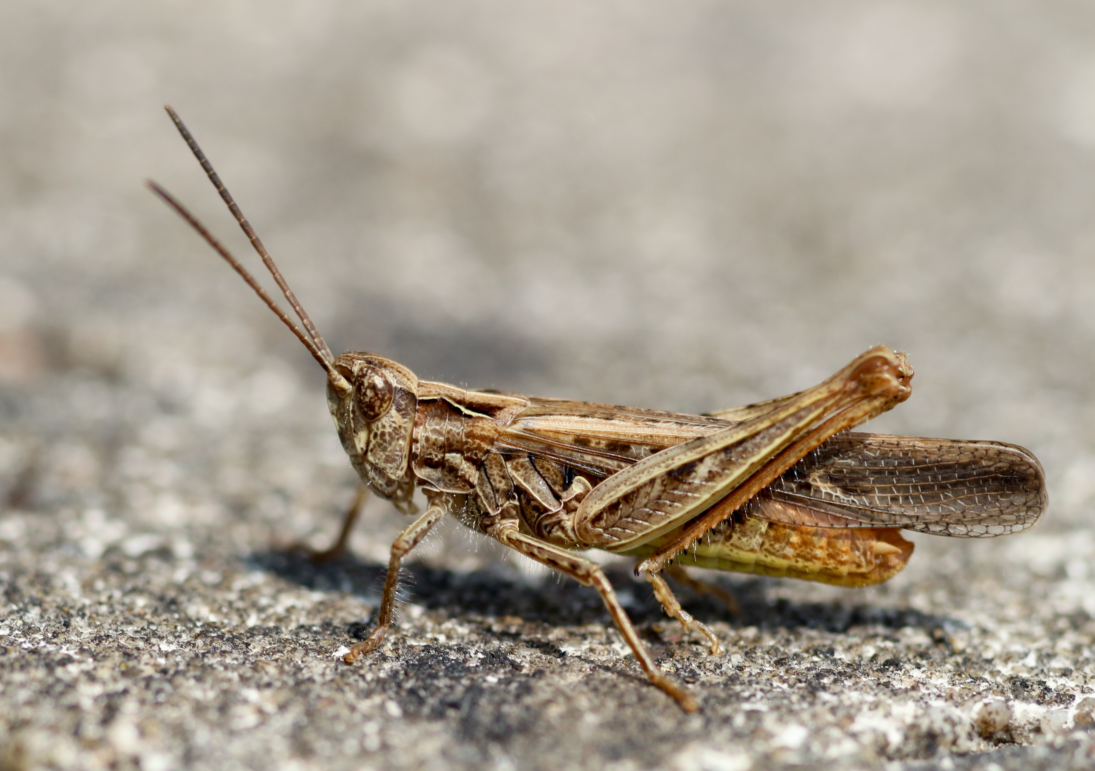 veldsprinkhaan-1