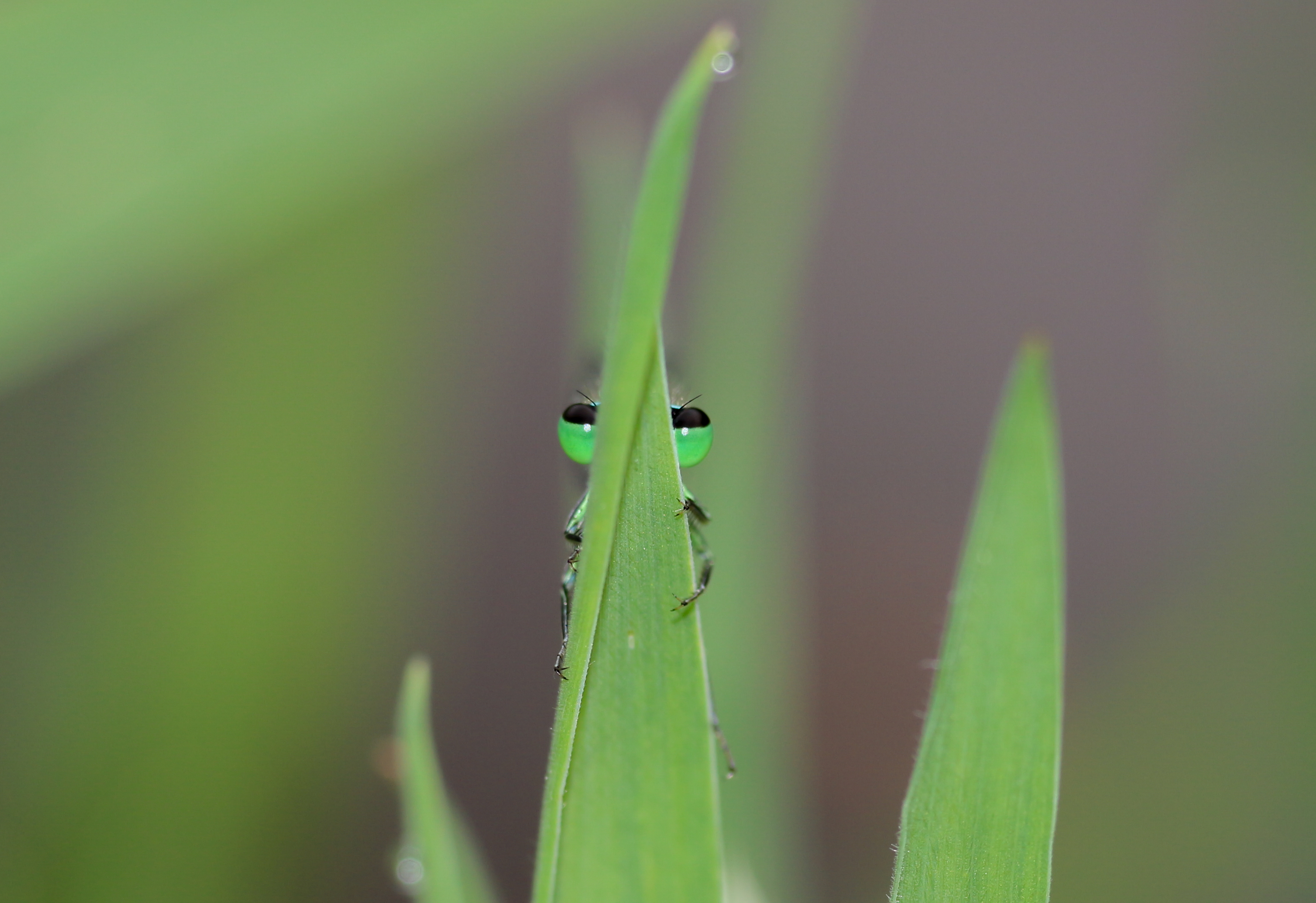 juffer-speelt-verstoppertje