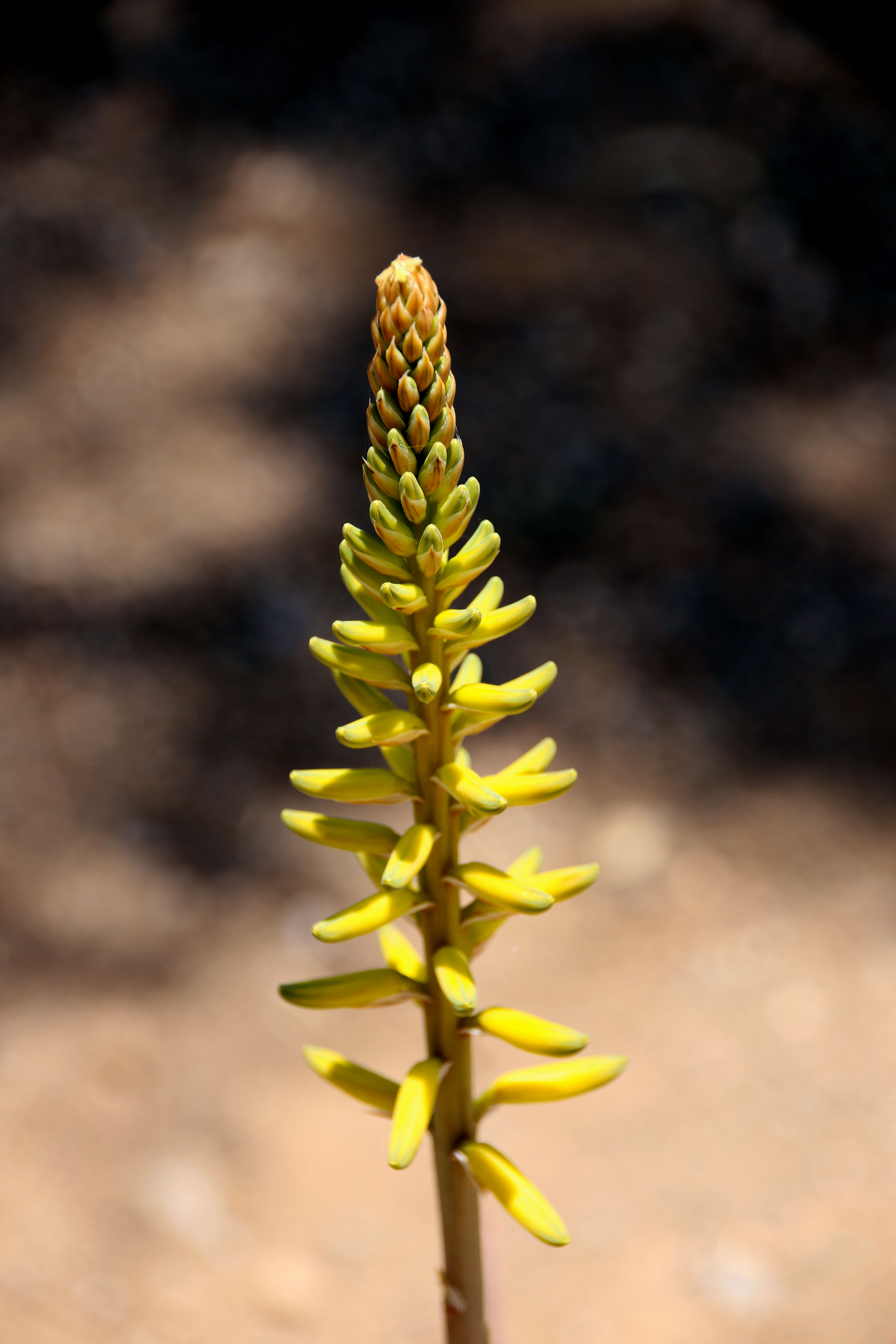bloemen-op-gran-canaria-0