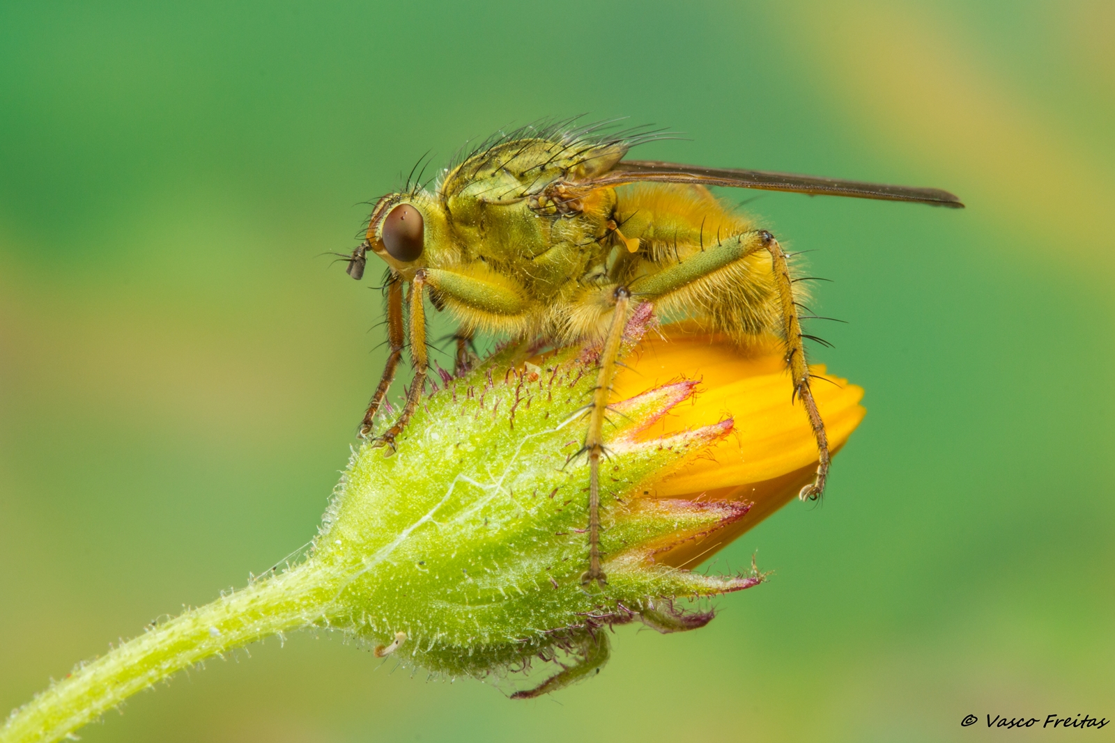 scathophaga-stercoraria-0