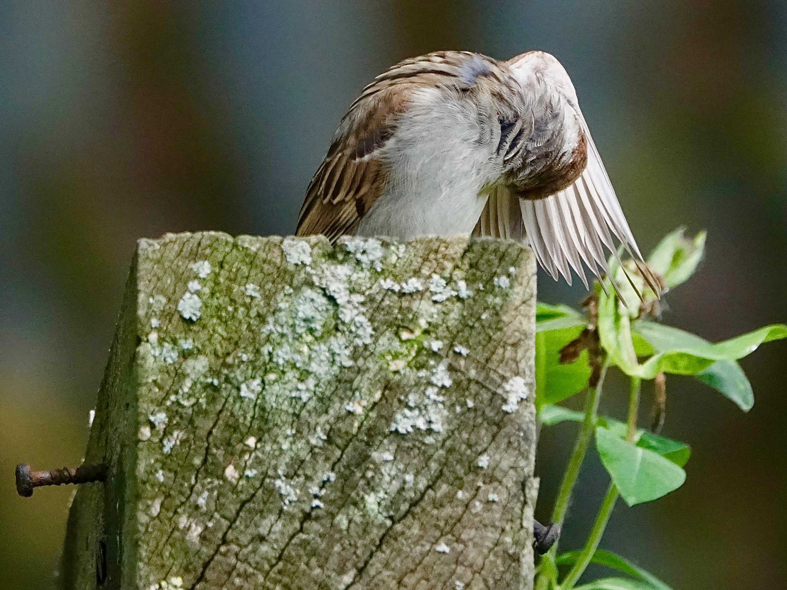 mus-aan-de-schoonmaak