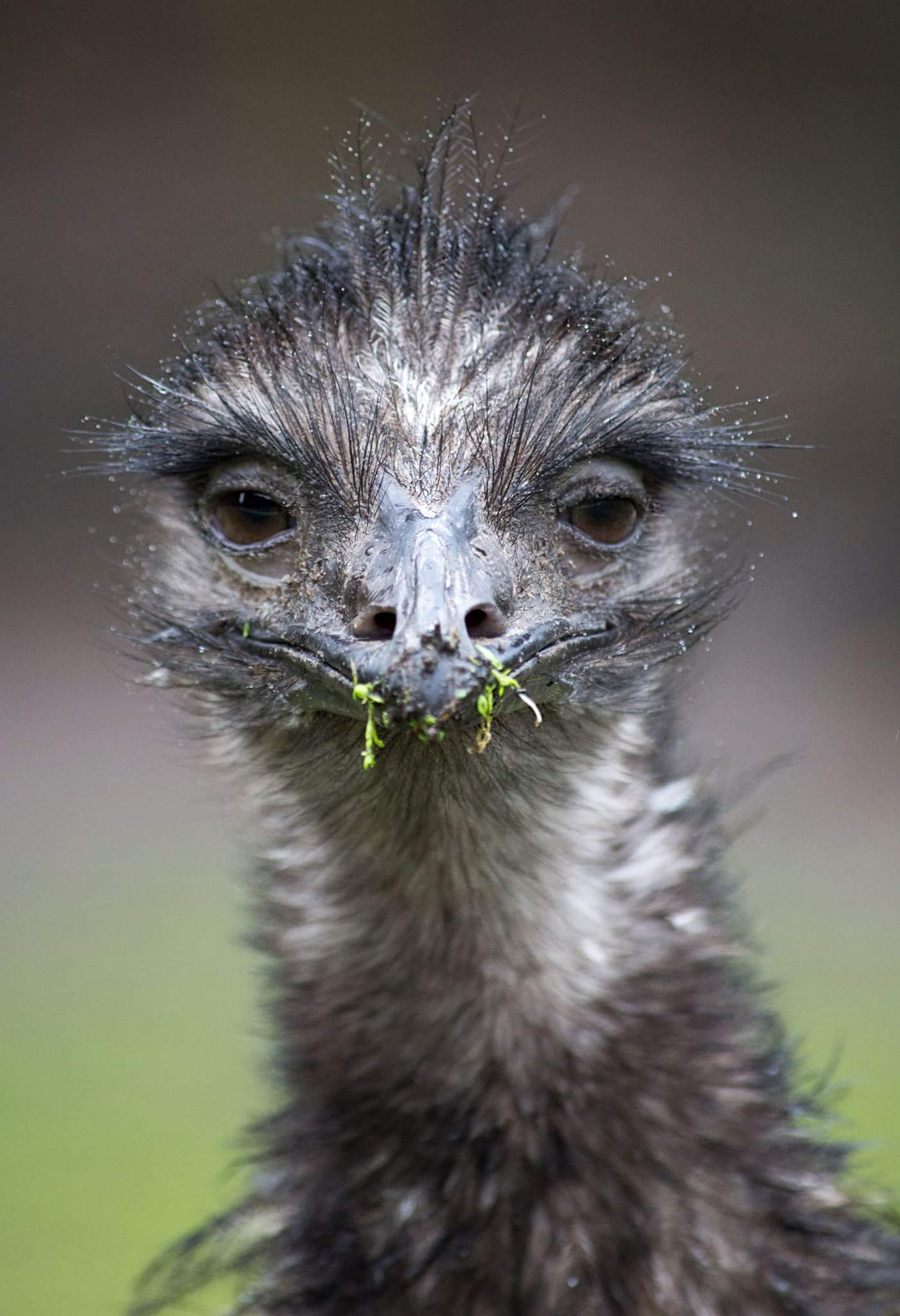 little-green-bag-where