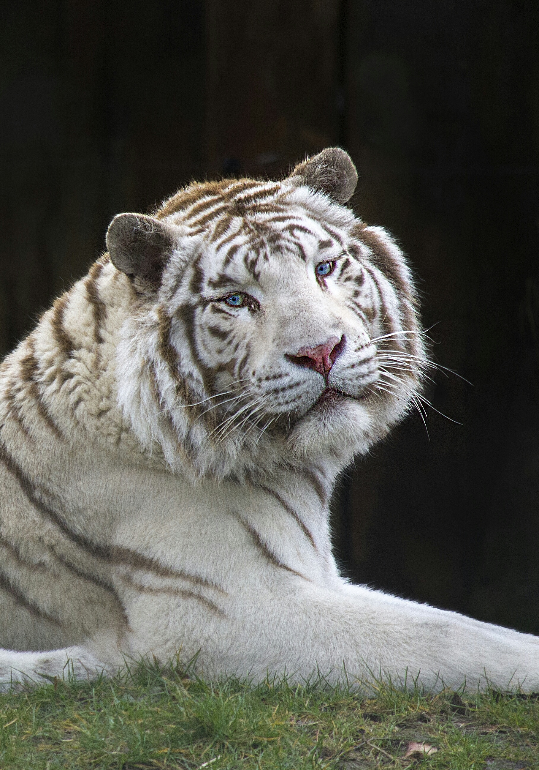 blue-eyed-white-tiger