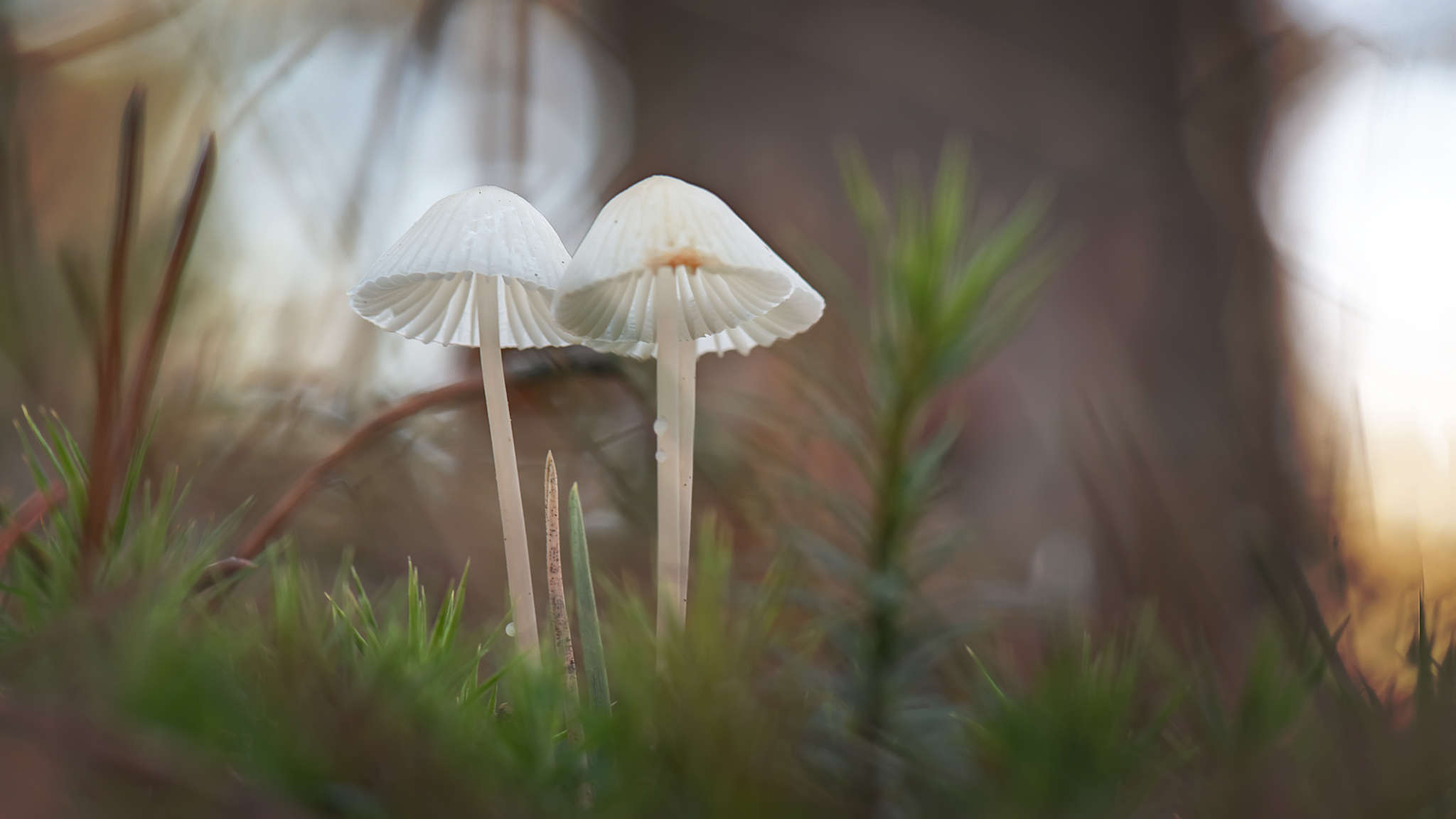 melksteelmycena