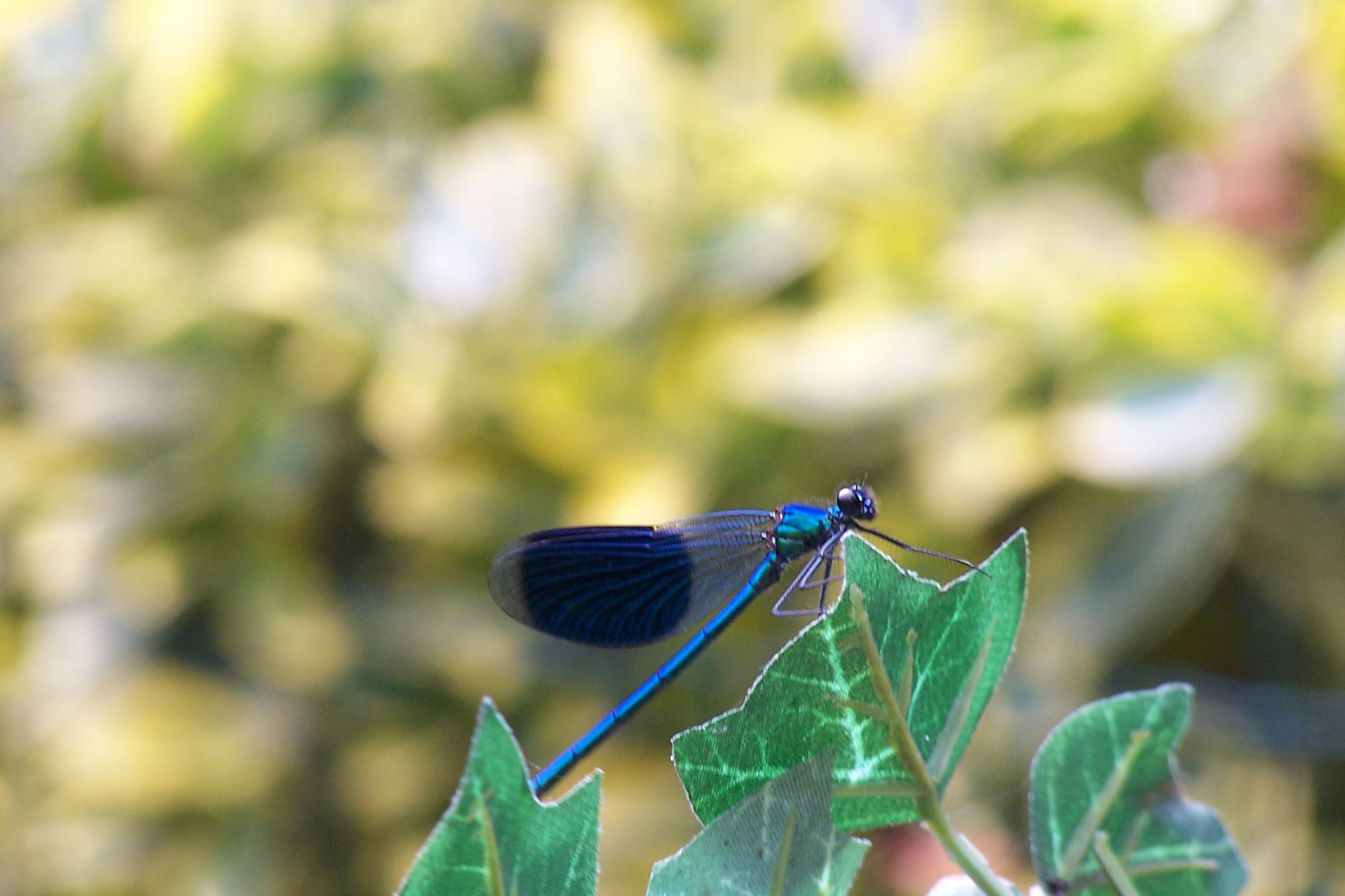 jonge-blauwe-libelle