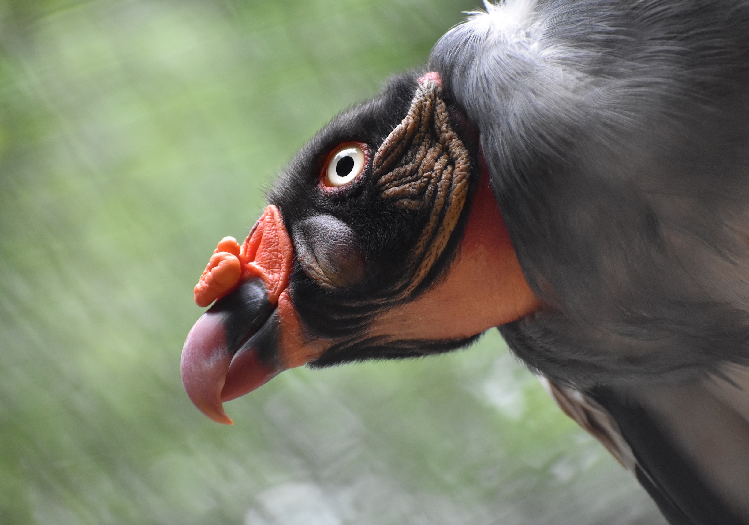 koningsgier-in-close-up
