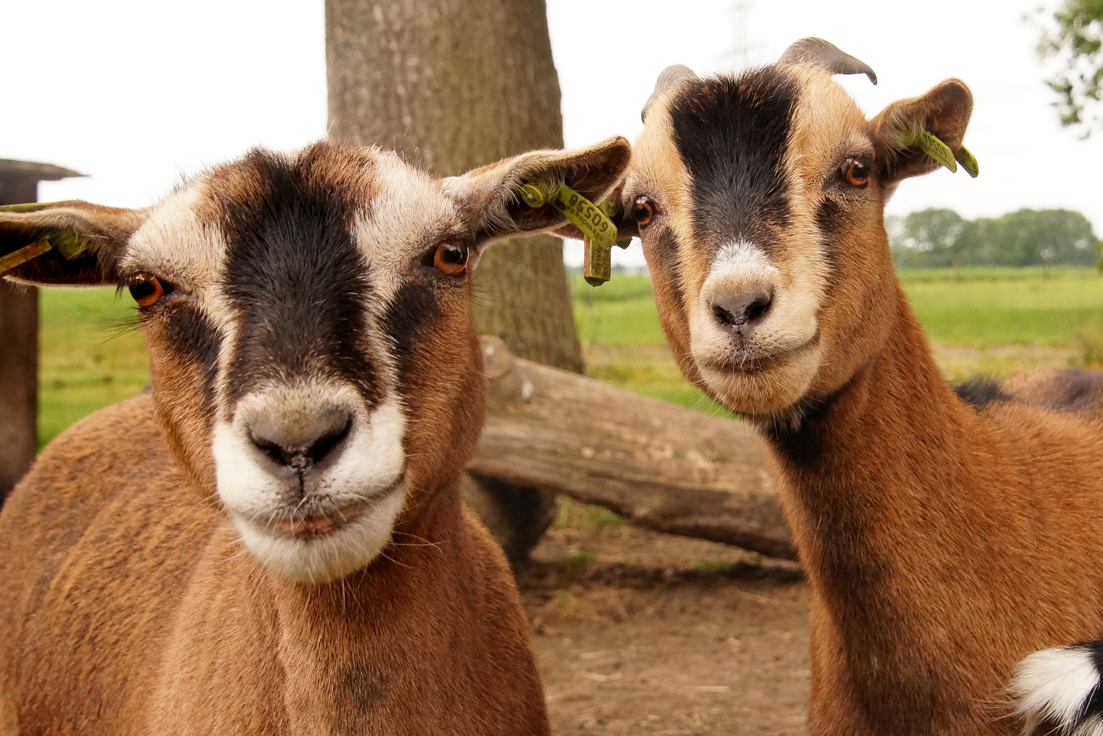ik-houd-niet-echt-van-zelfportretten-maar-zij-zagen-mij