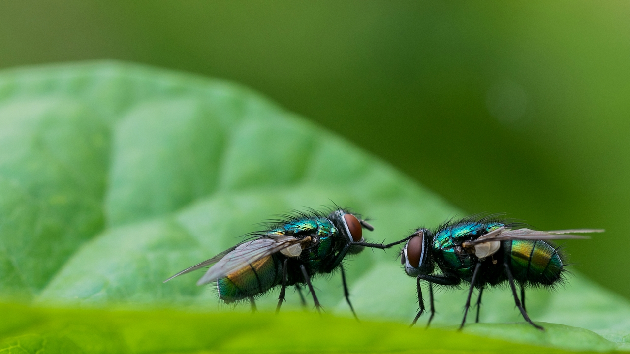 fly-looking-for-comfort