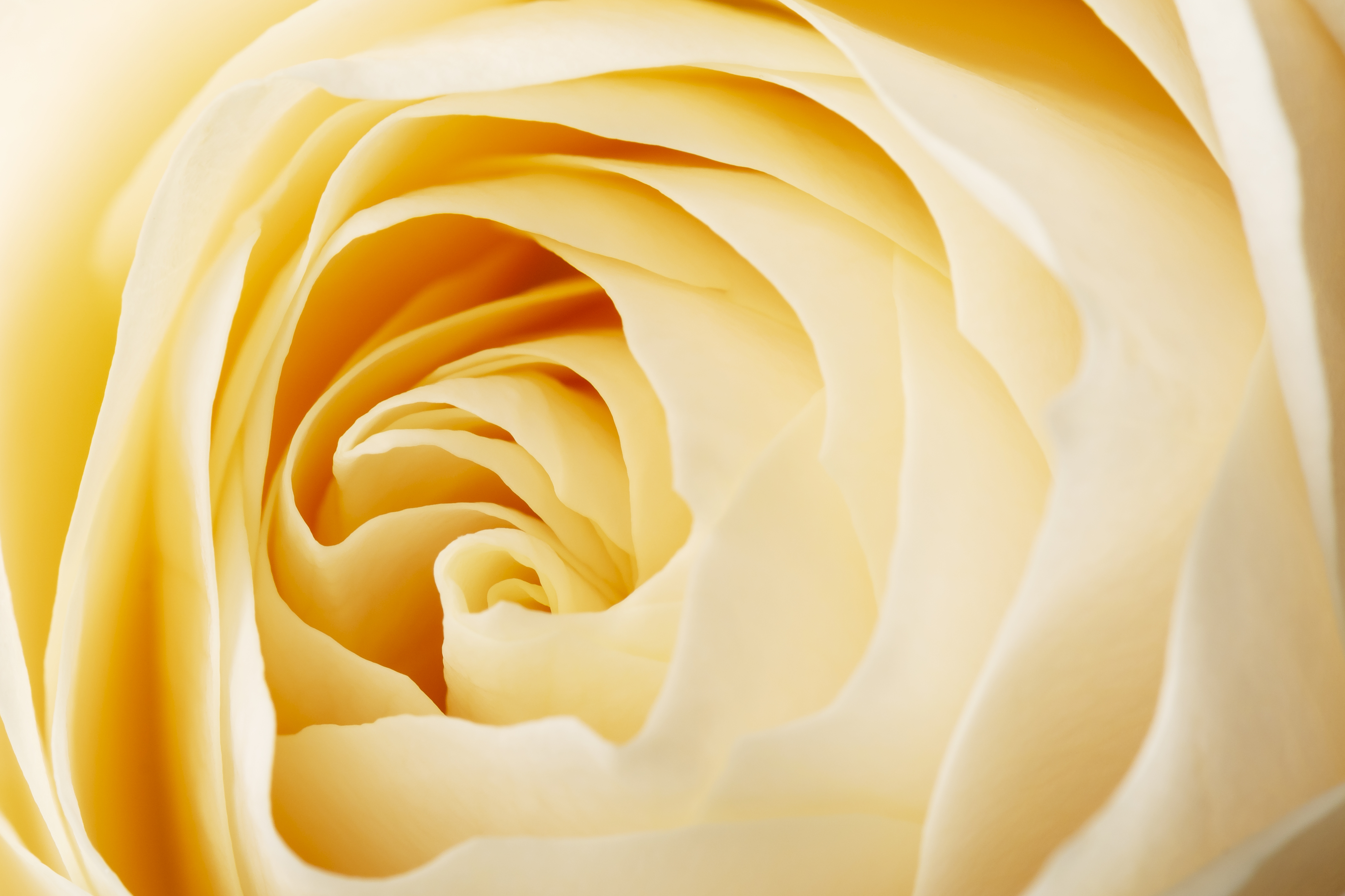 yellow-rose