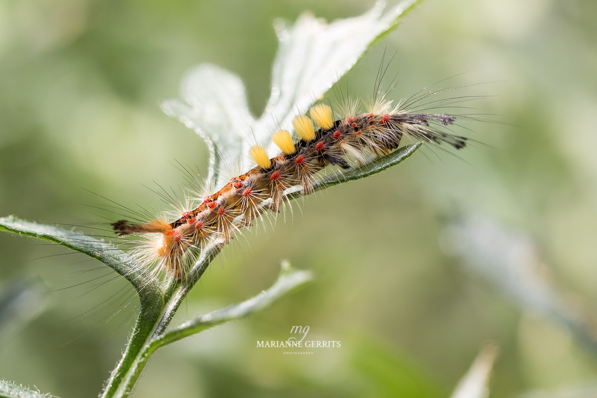 rups-van-de-witvlakvlinder