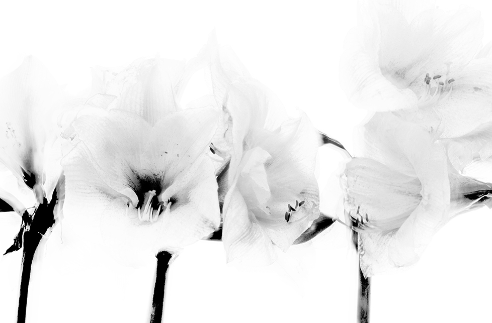 amaryllis-4