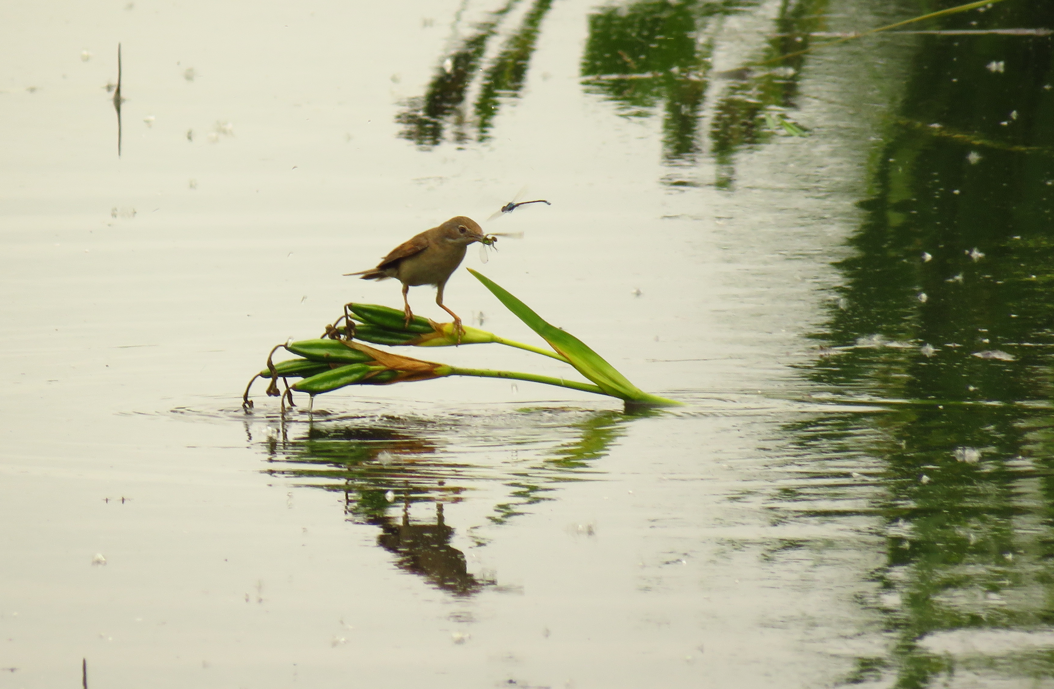 karekiet-met-libellen