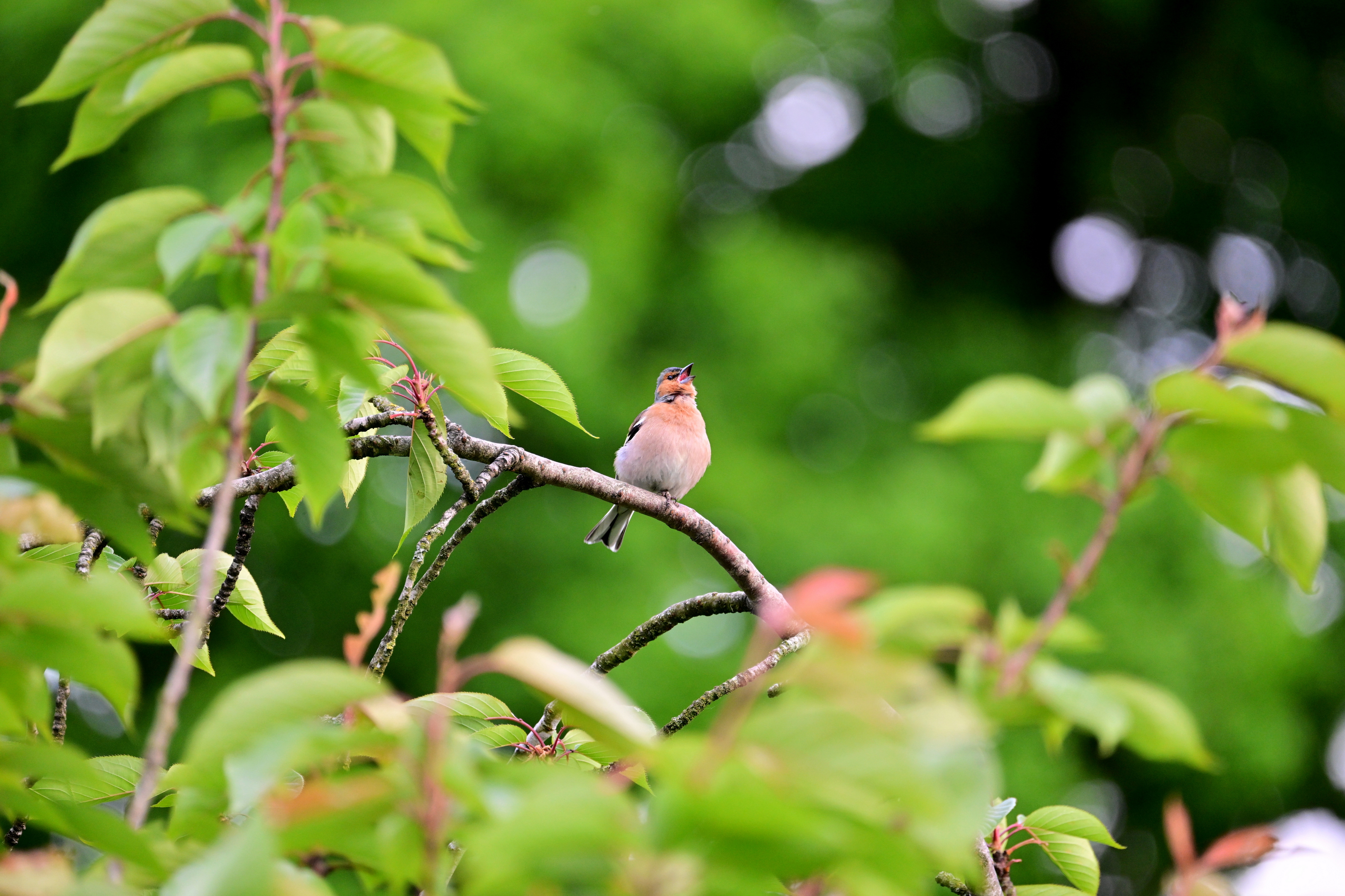 uit-volle-borst-het-ultieme-buiten-gevoel