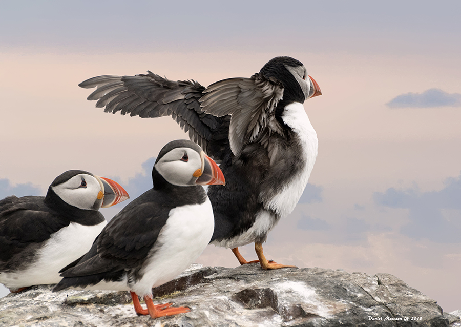 puffins