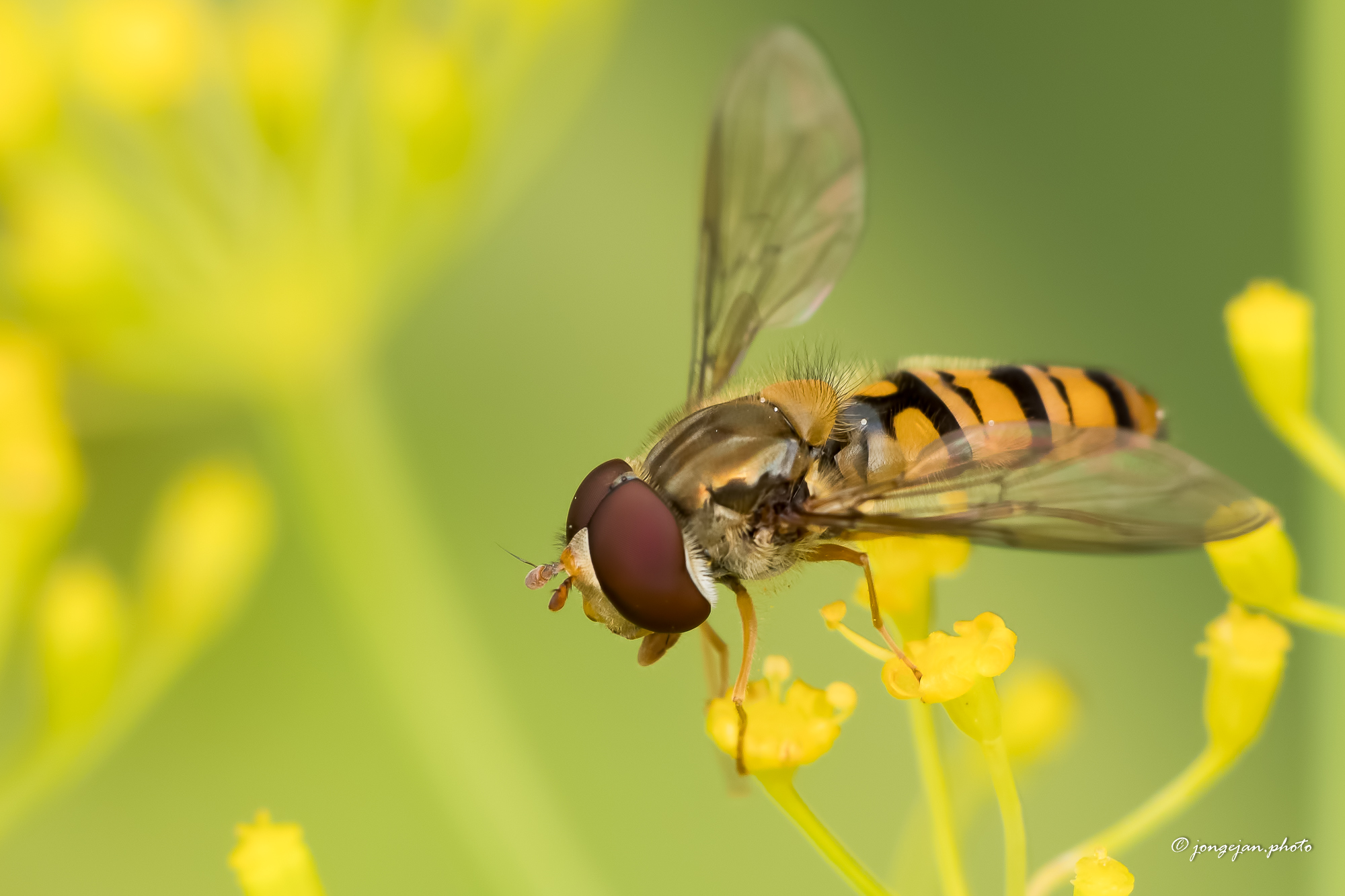 hoverfly