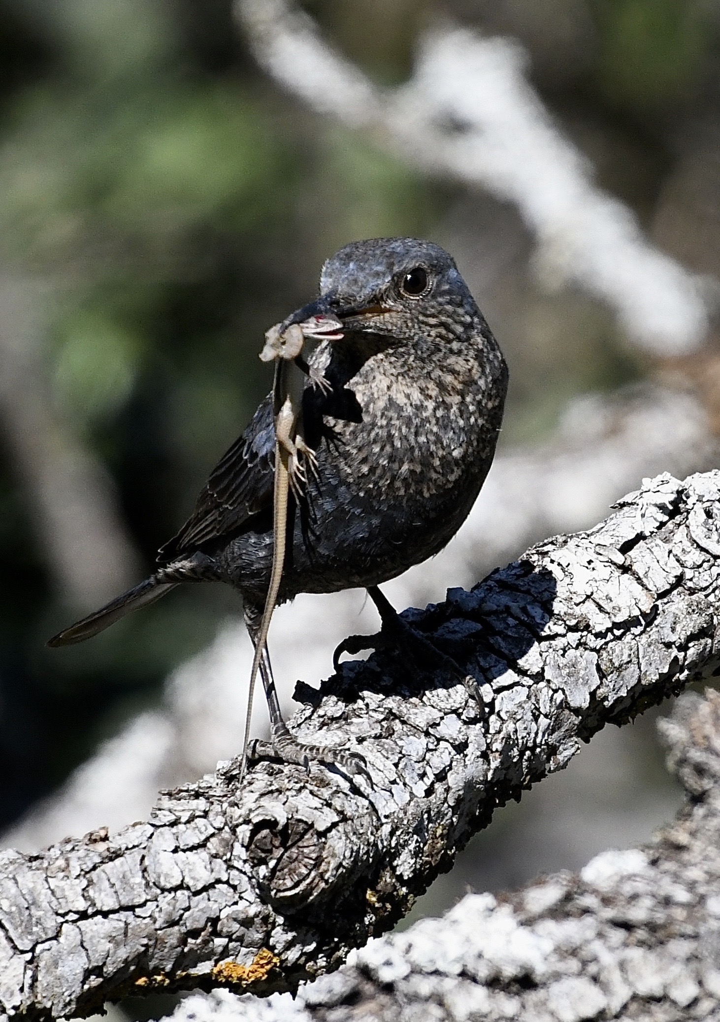 mijn-mannetje-is-mooier-maar-ik-ben-toch-een-blauwe-rotslijster