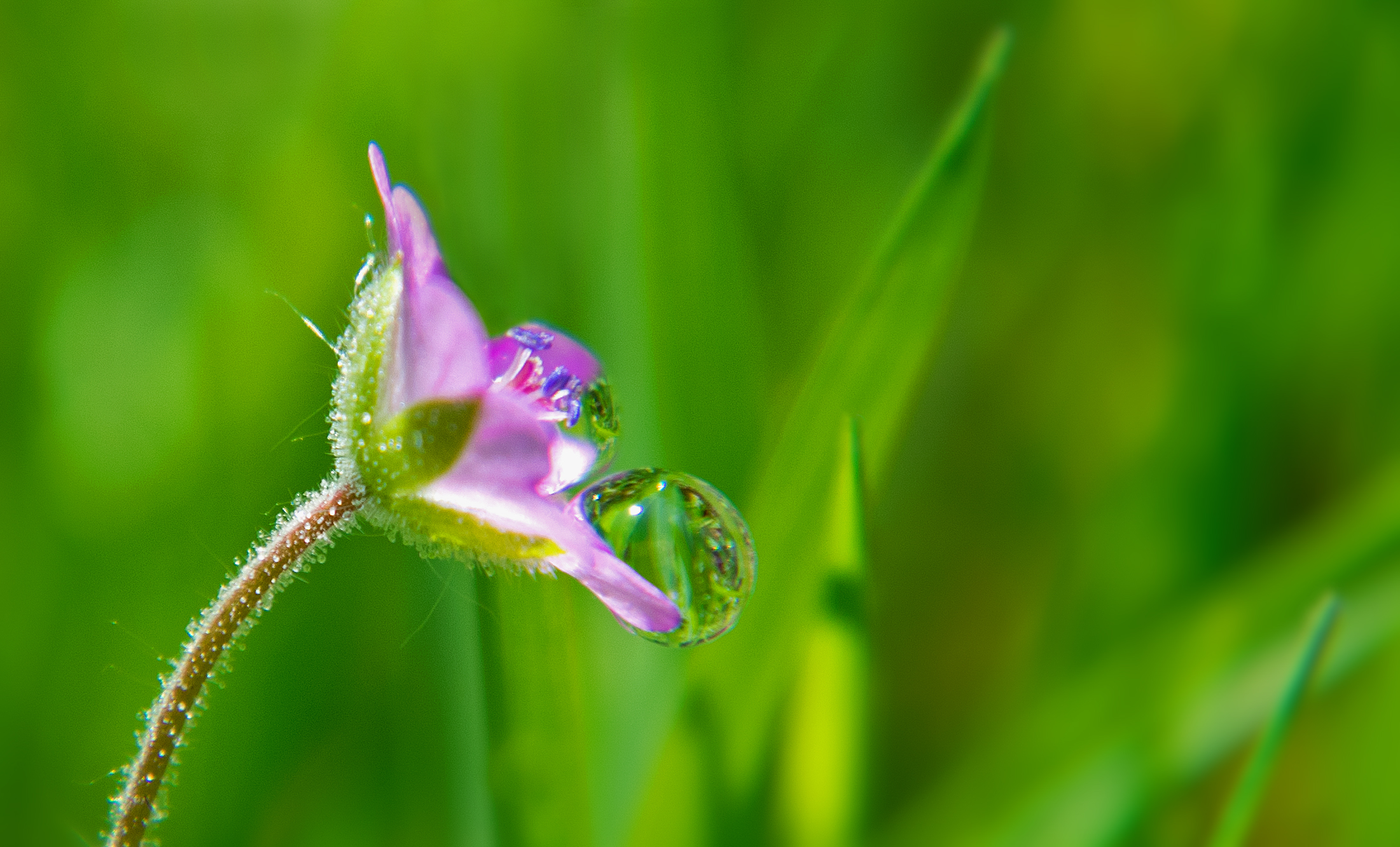 verstopt-in-het-gras