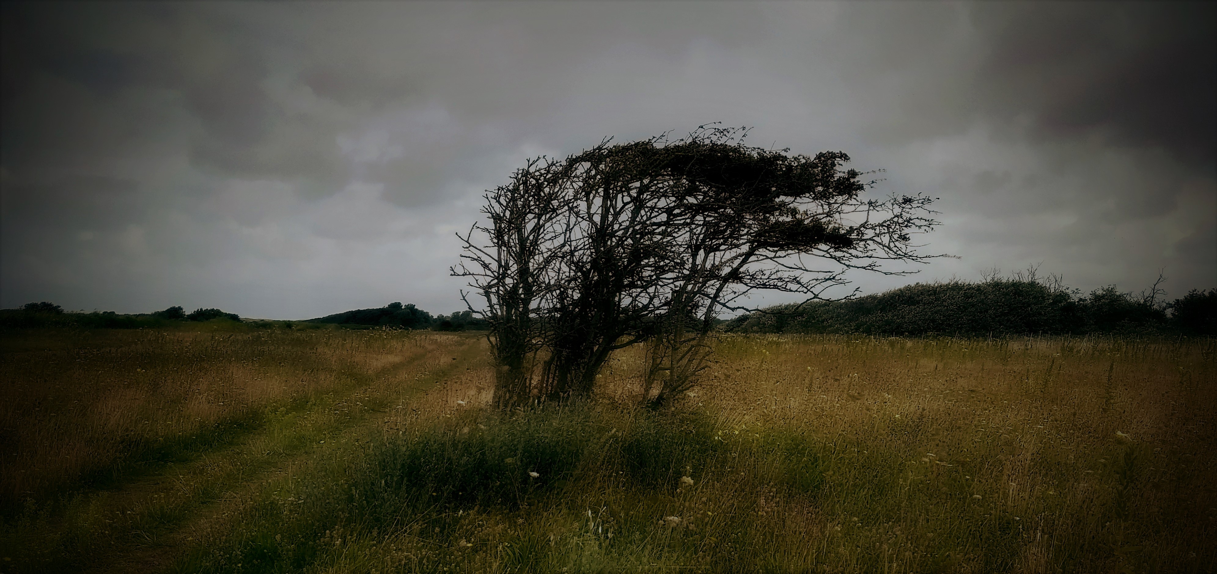 storm-noordhollands-duinreservaat