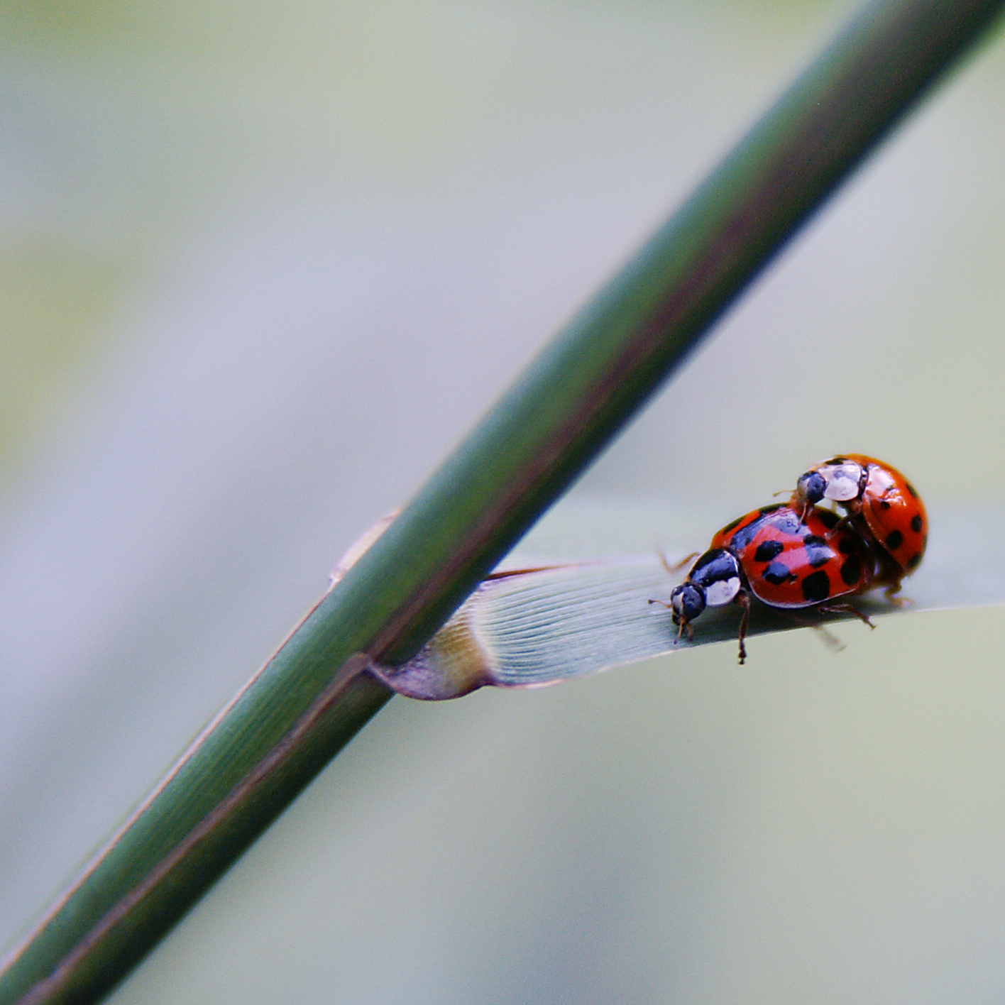 buurman-wat-doet-u-nu