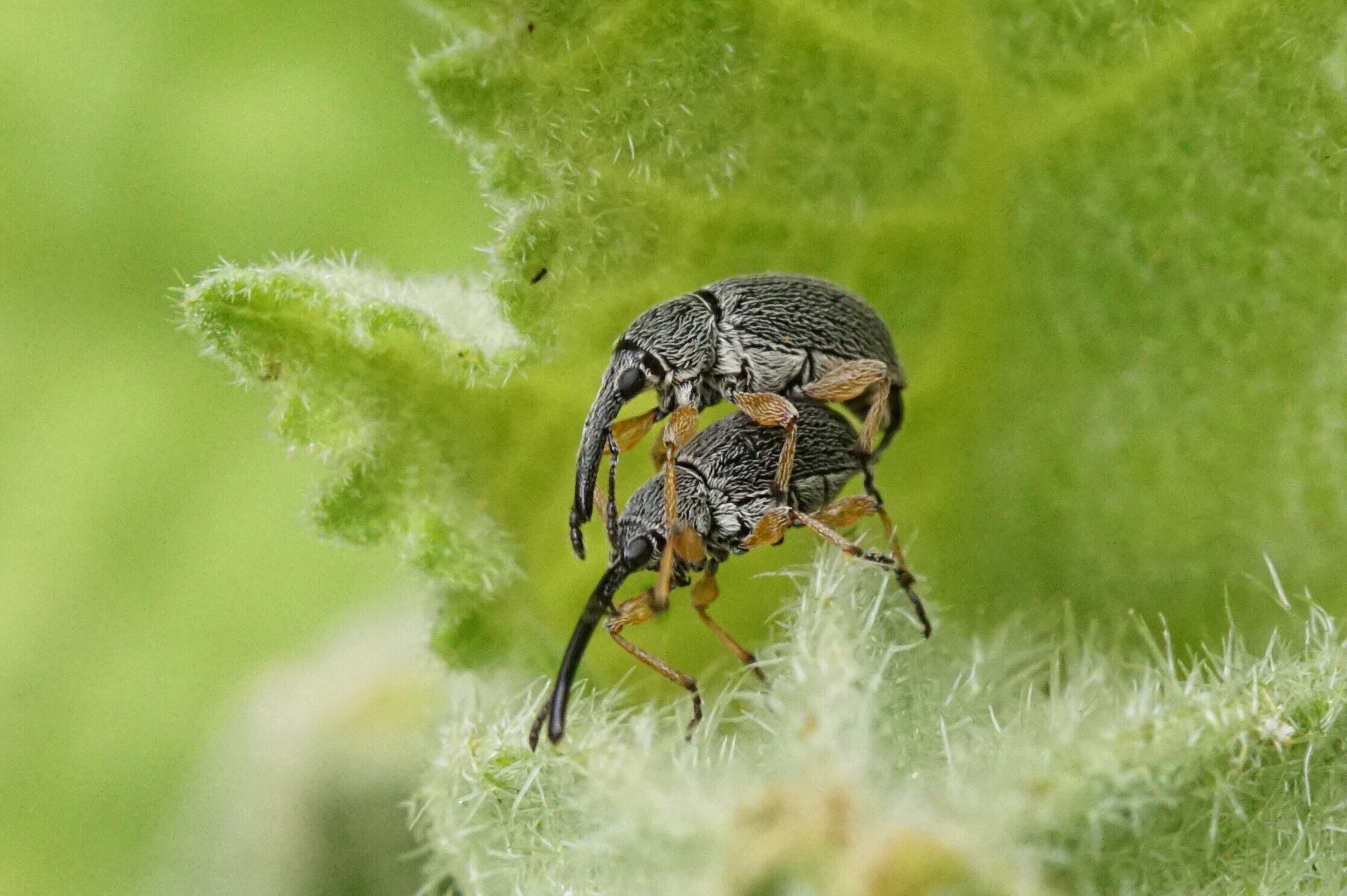 snuitkevers-op-stokroos