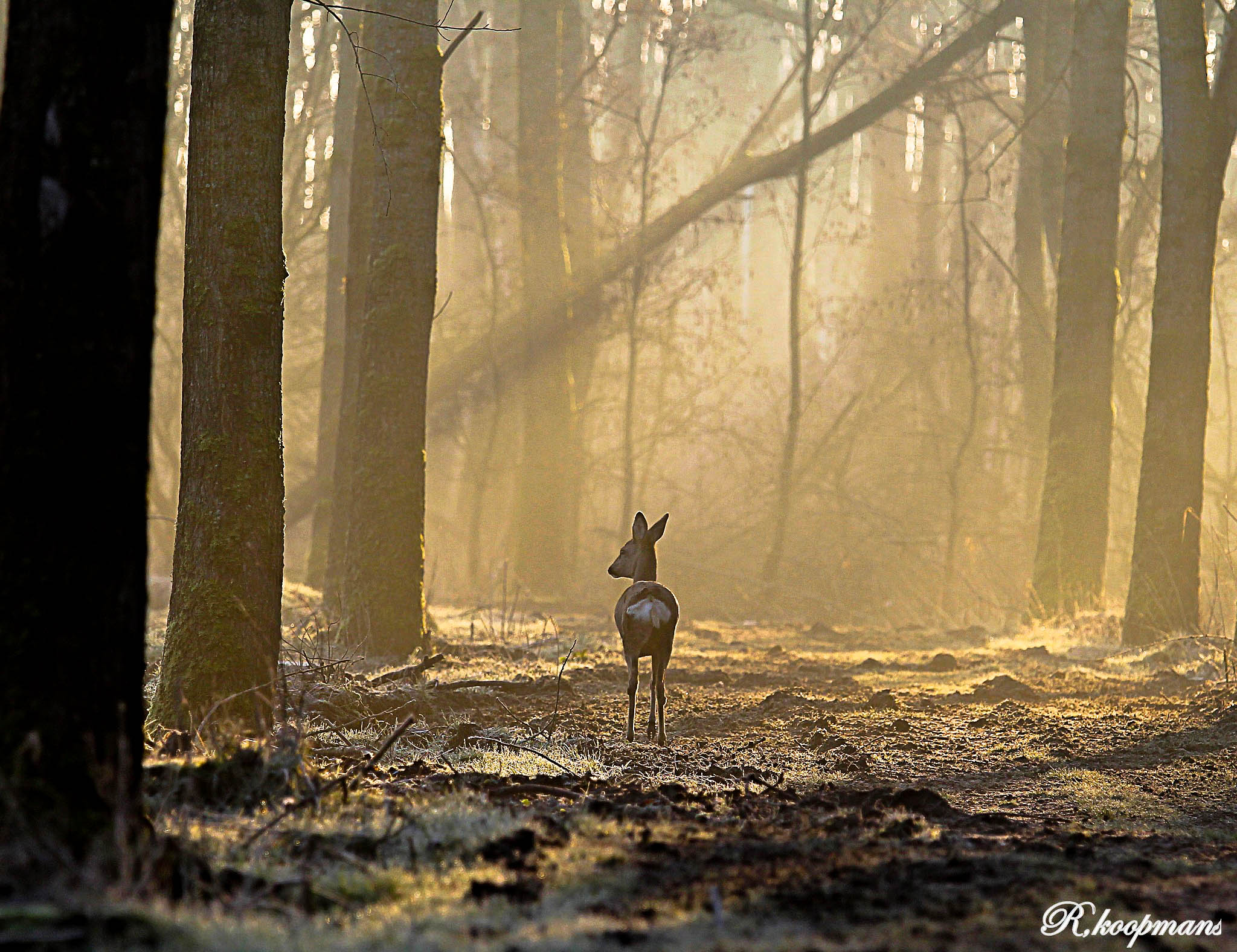 ree-in-het-ochtendlicht